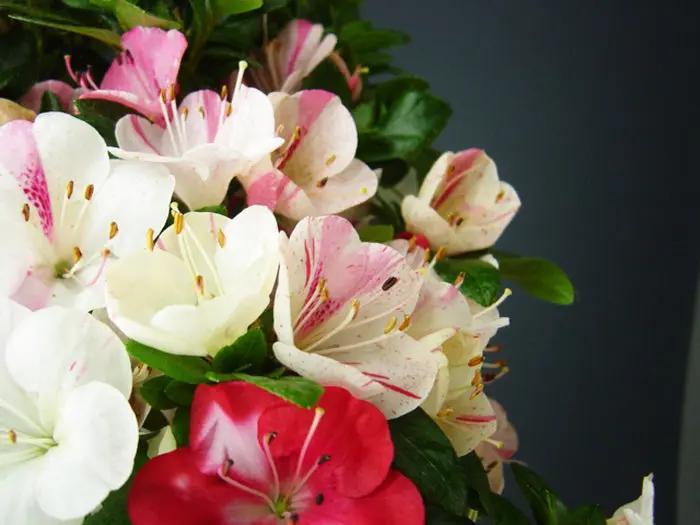 Satsuki 'Hibainishiki' Canada Bonsai