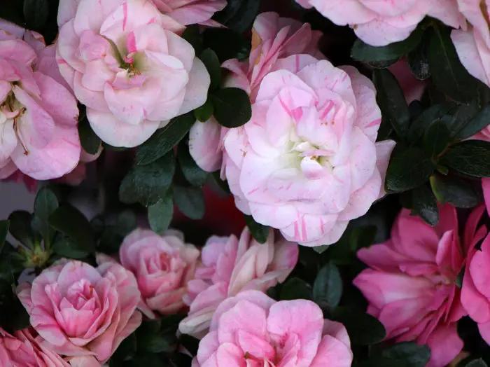 Satsuki 'Kinu-no-mai' Canada Bonsai