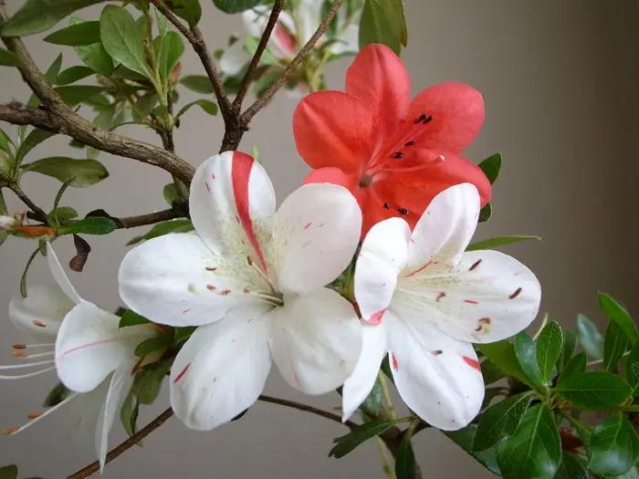 Satsuki 'Kisshoten' Canada Bonsai