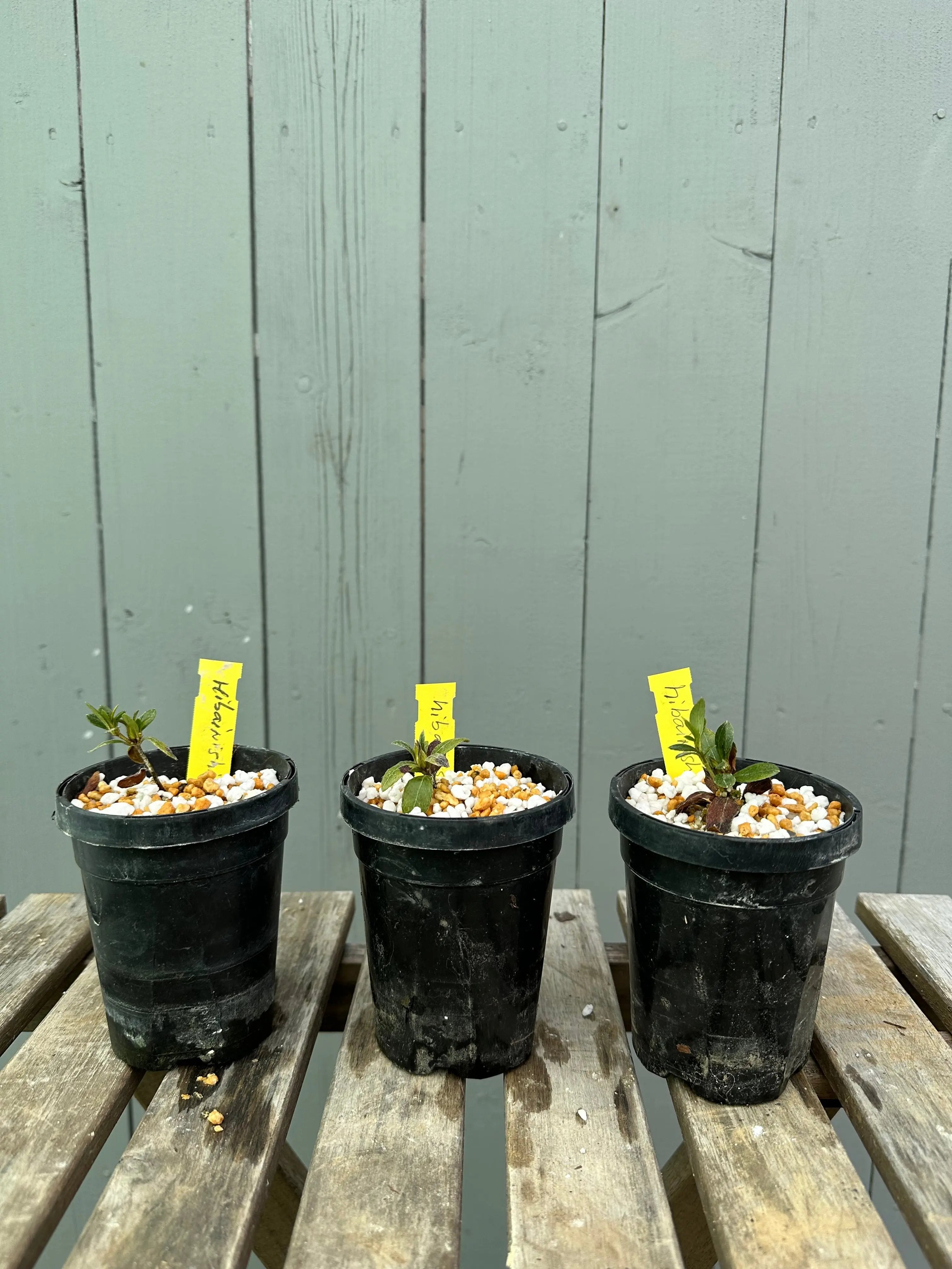 Satsuki Azalea 'Hibai Nishiki' Canada Bonsai