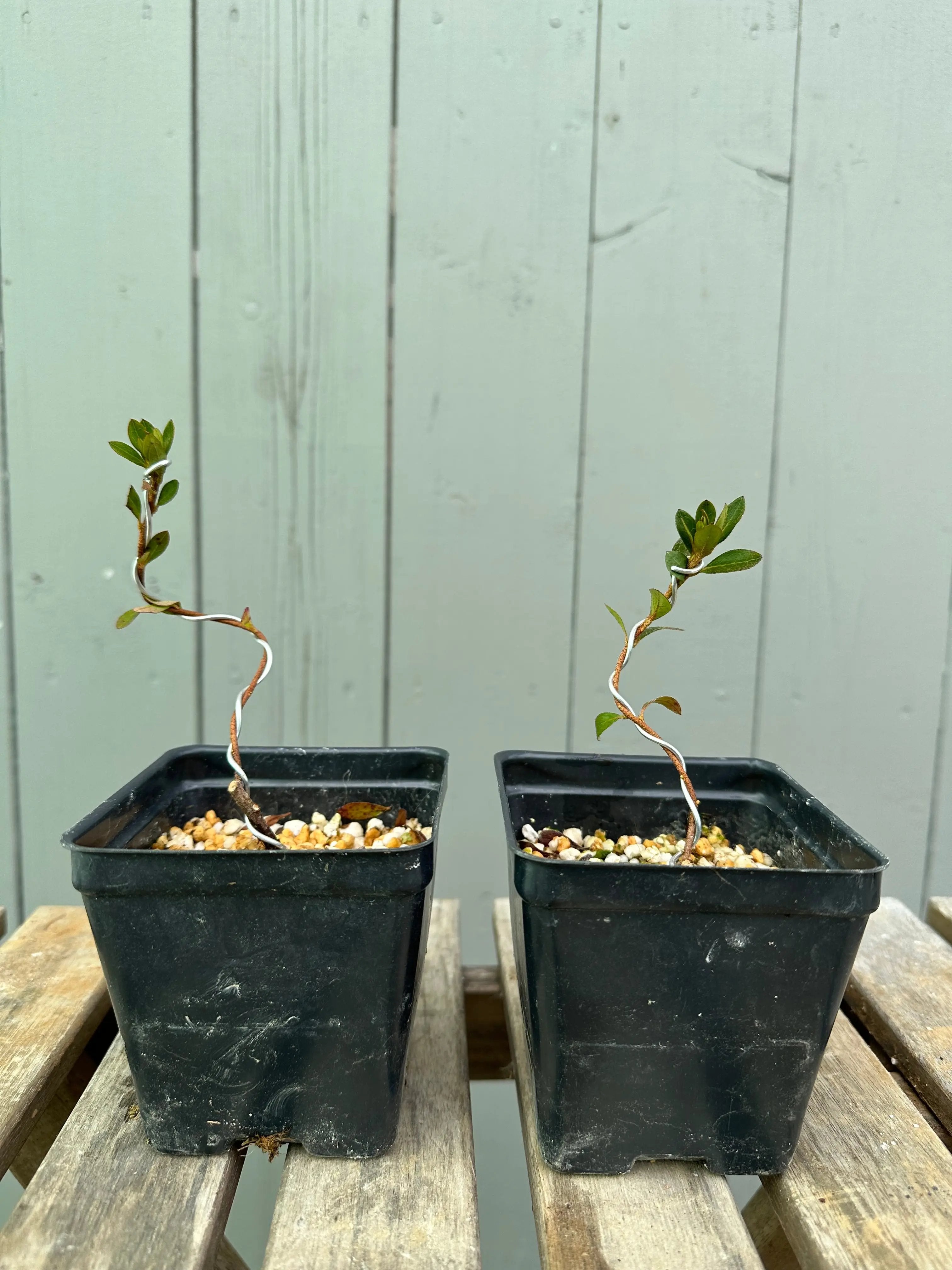 Satsuki Azalea 'Yves' Murasaki' Canada Bonsai
