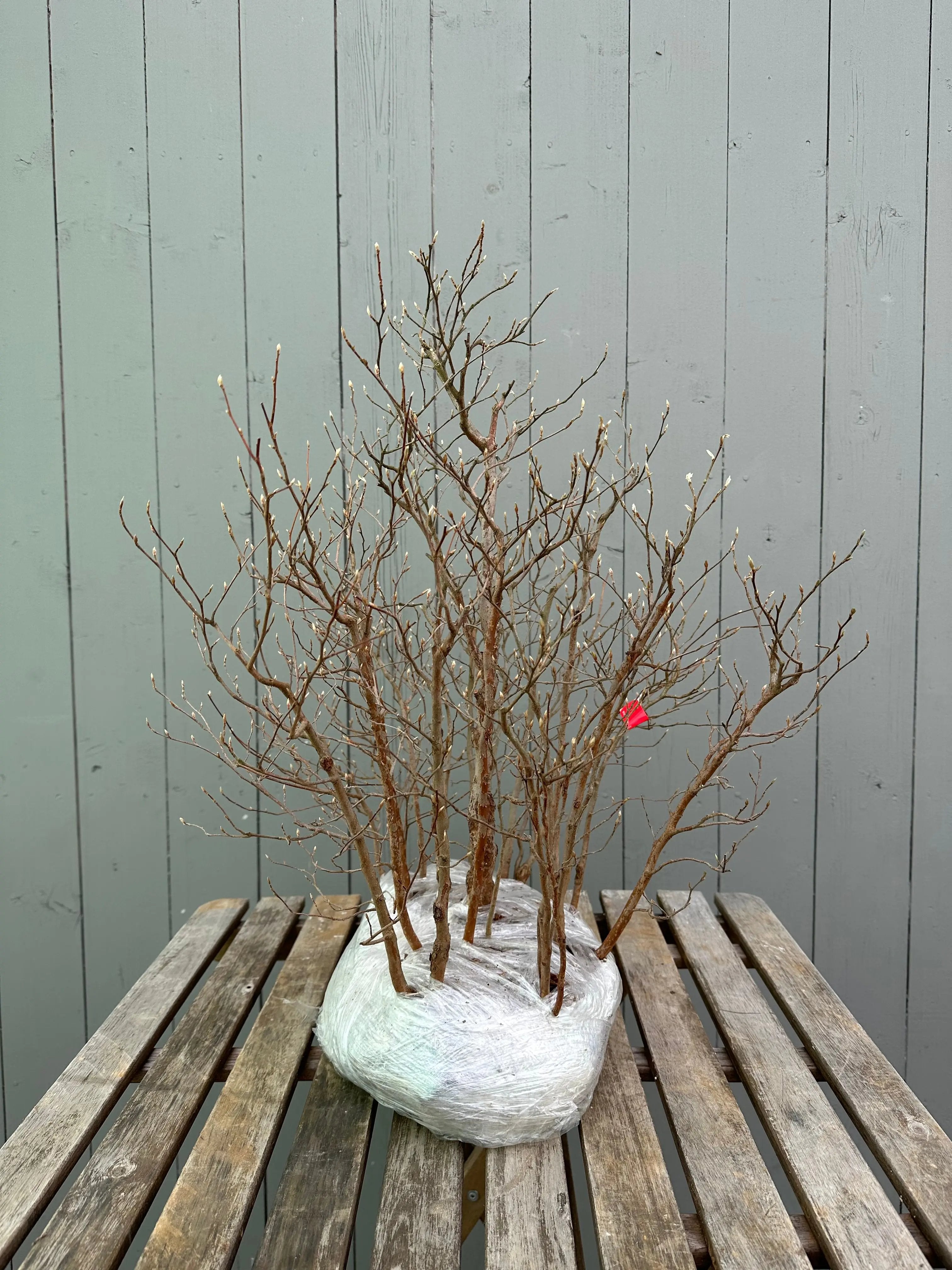 Stewartia Canada Bonsai