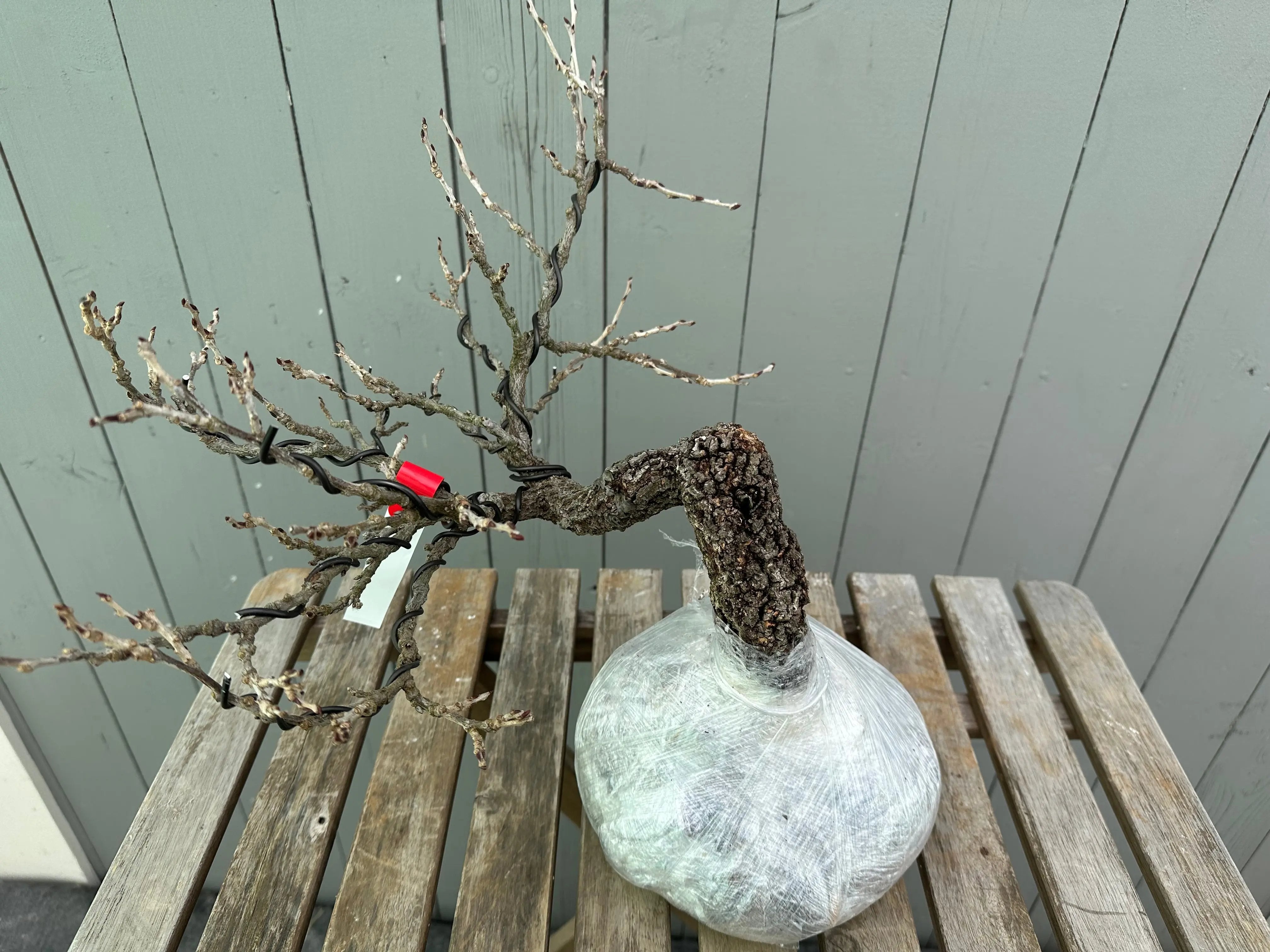 Wisteria floribunda Canada Bonsai