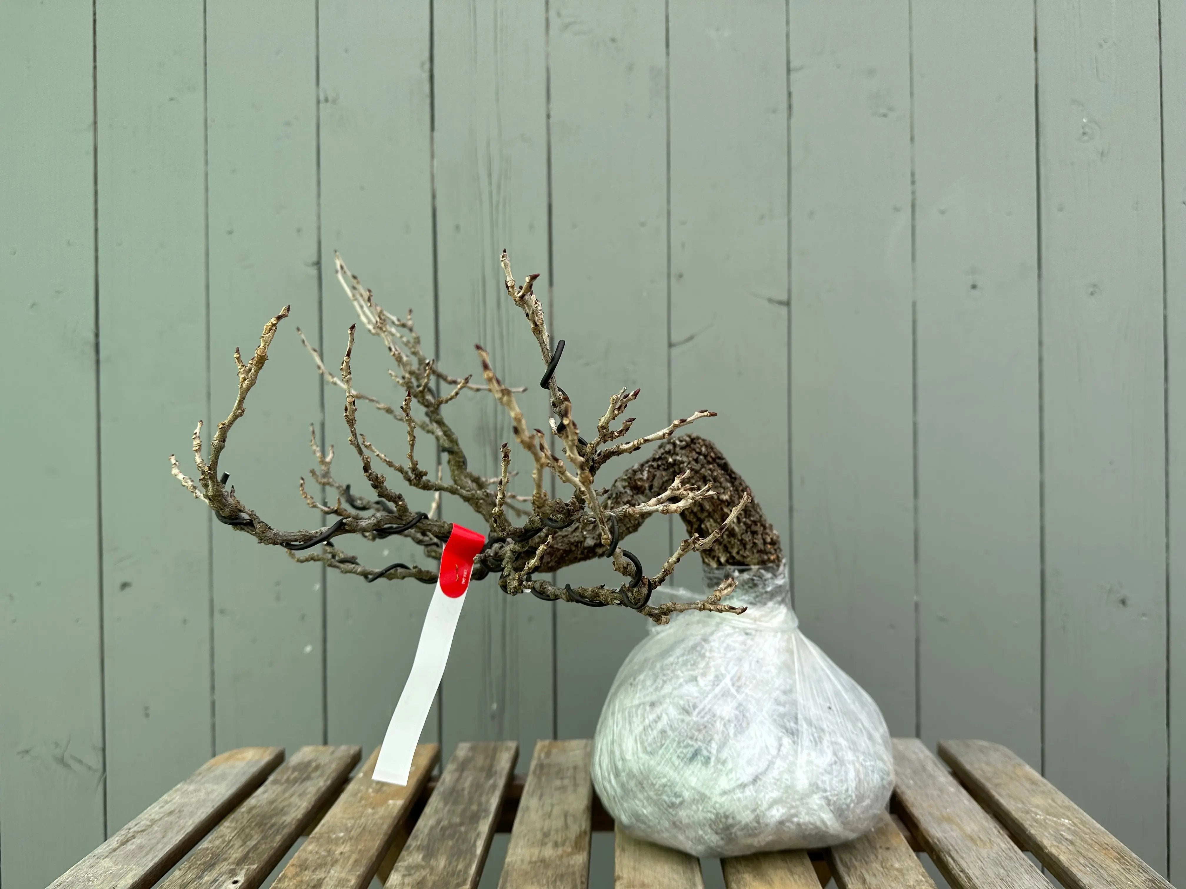 Wisteria floribunda Canada Bonsai