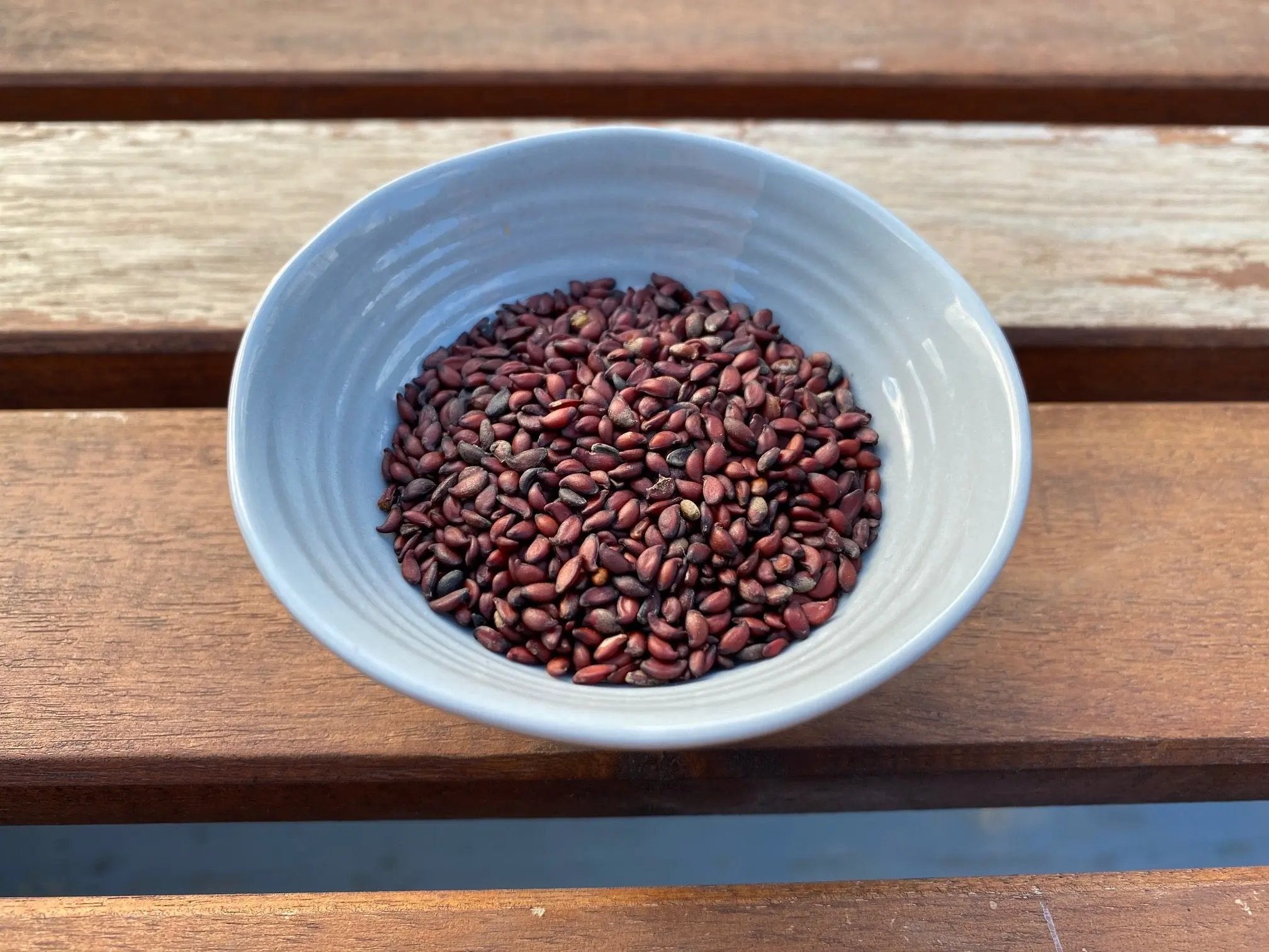 Amelanchier canadensis (Canadian Serviceberry) CB Seeds