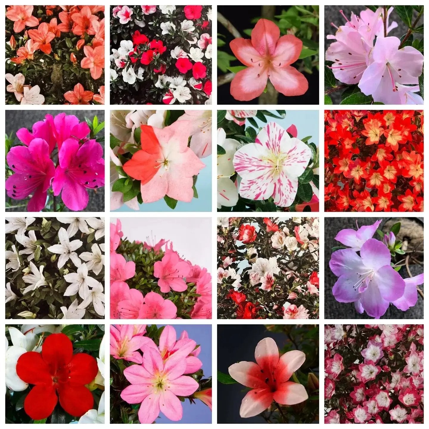 Rhododendron indicum Satsuki Azaleas (45 cultivars) (2026) Canada Bonsai