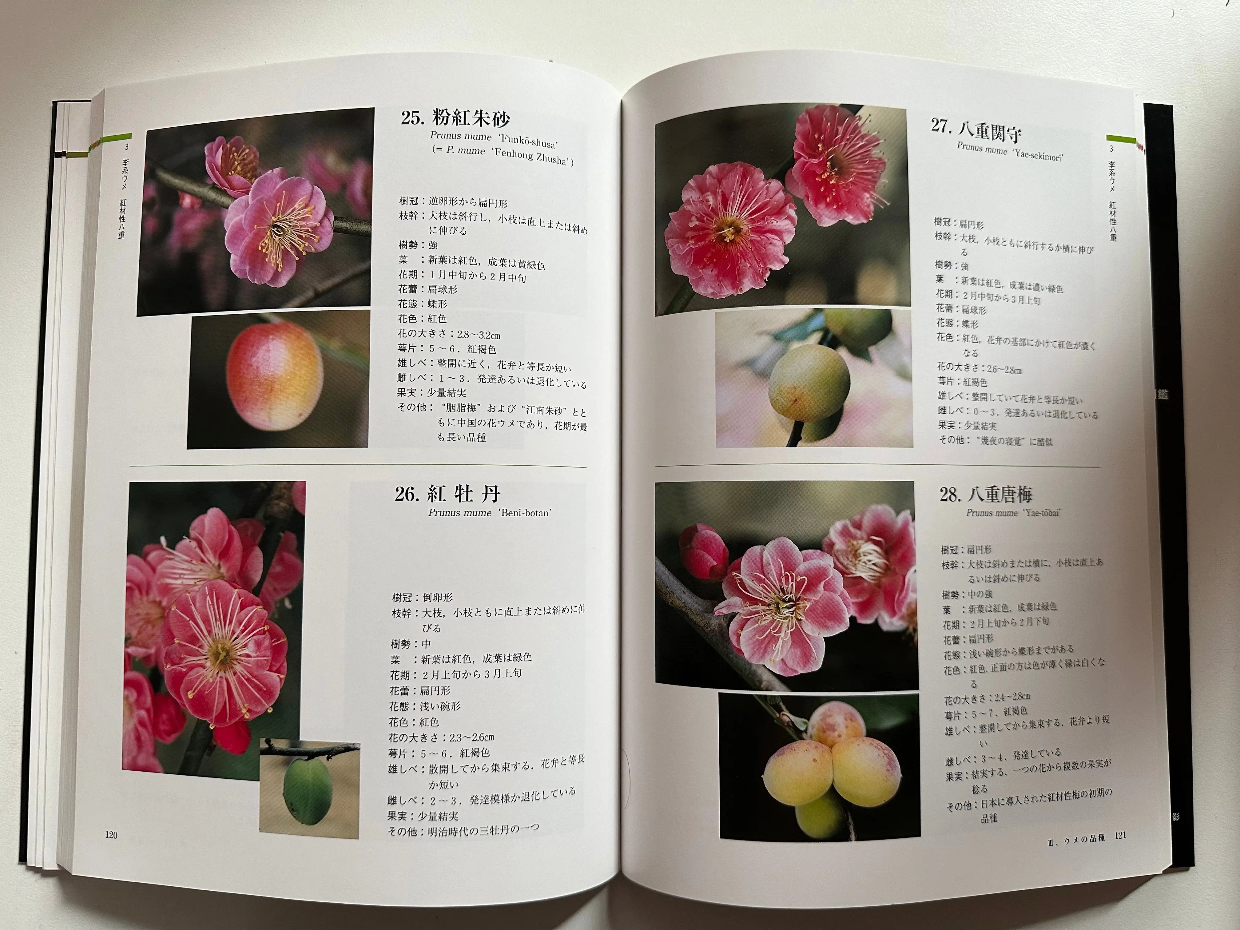 Ume Encyclopedia CB Books