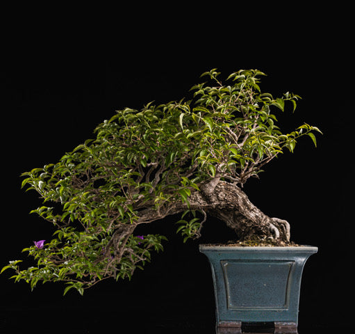 Bougainvillea