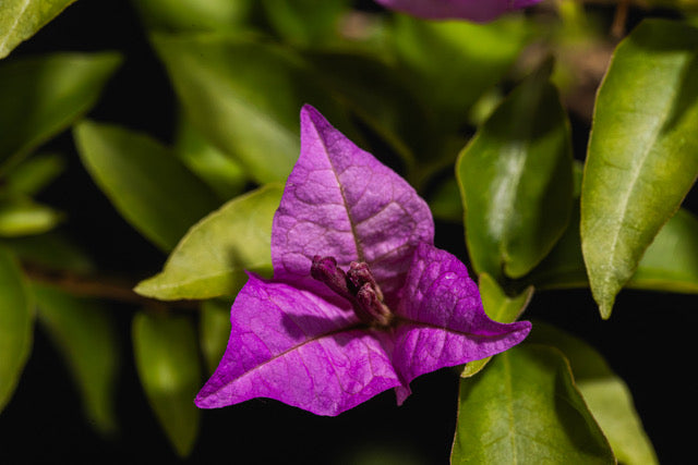 Bougainvillea