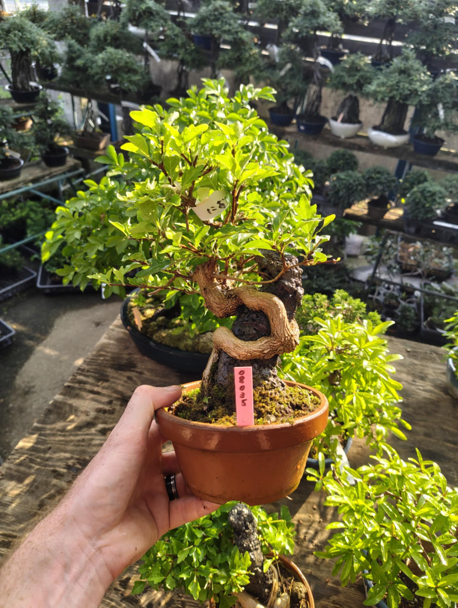 Premna japonica