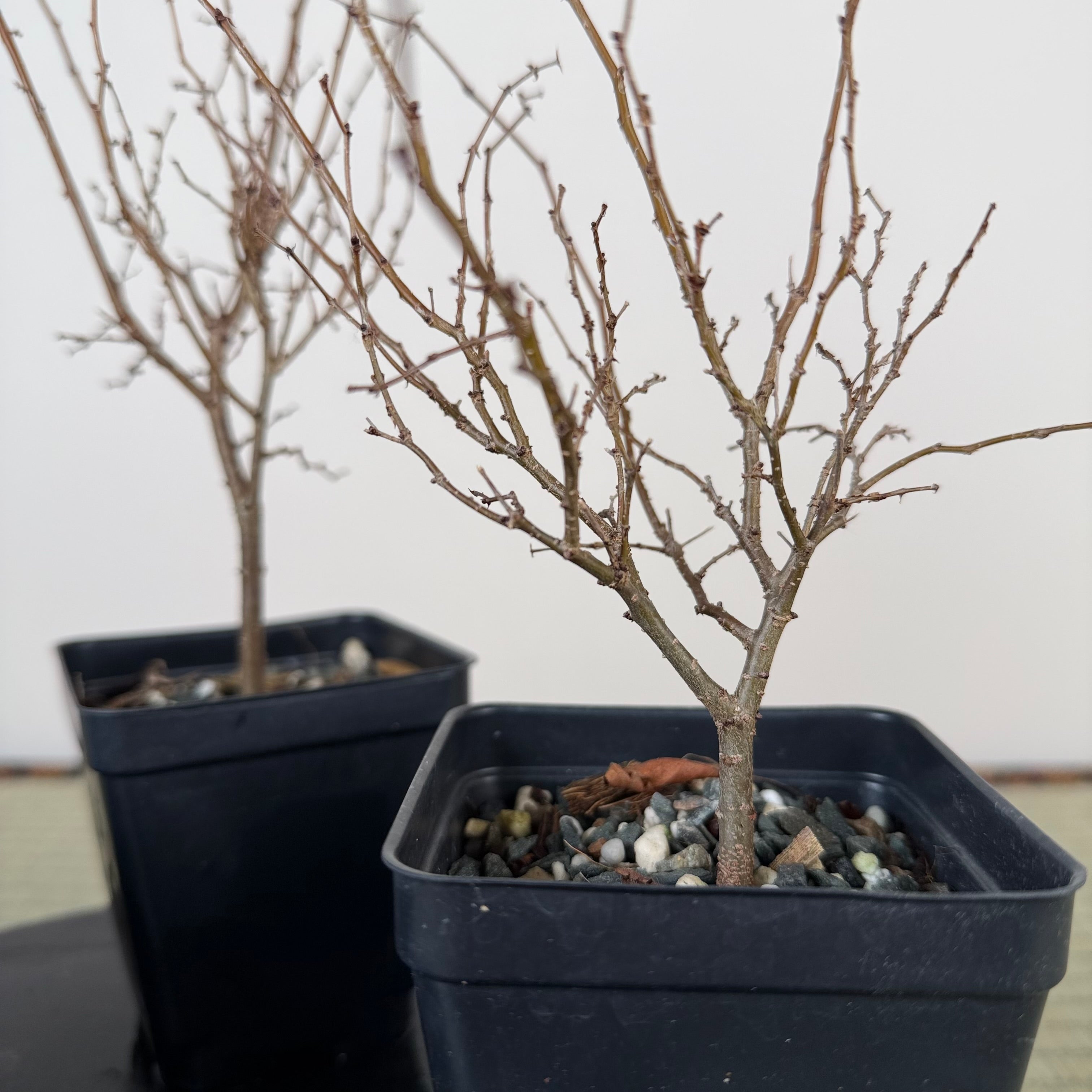 Zelkova serrata