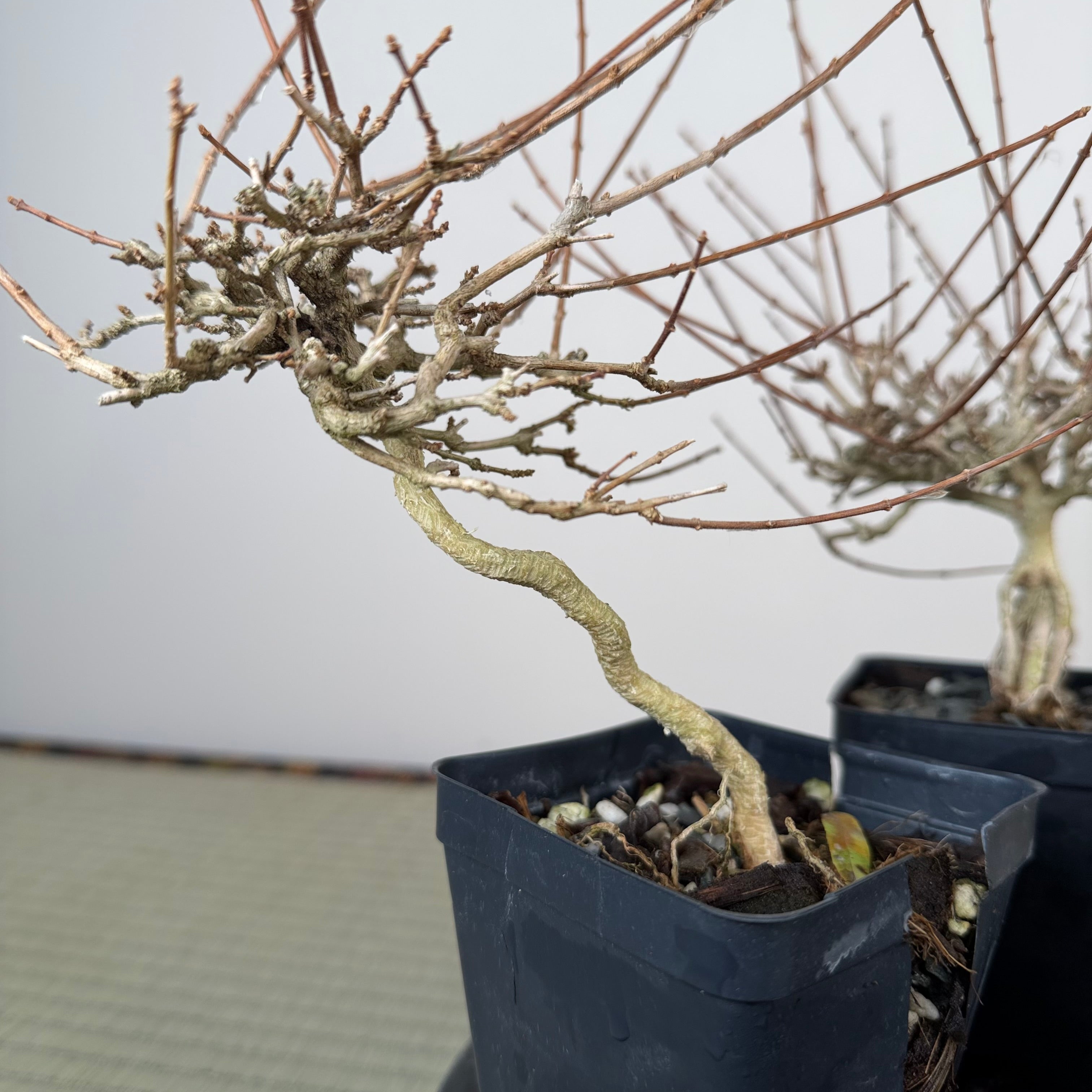 Premna japonica (medium)
