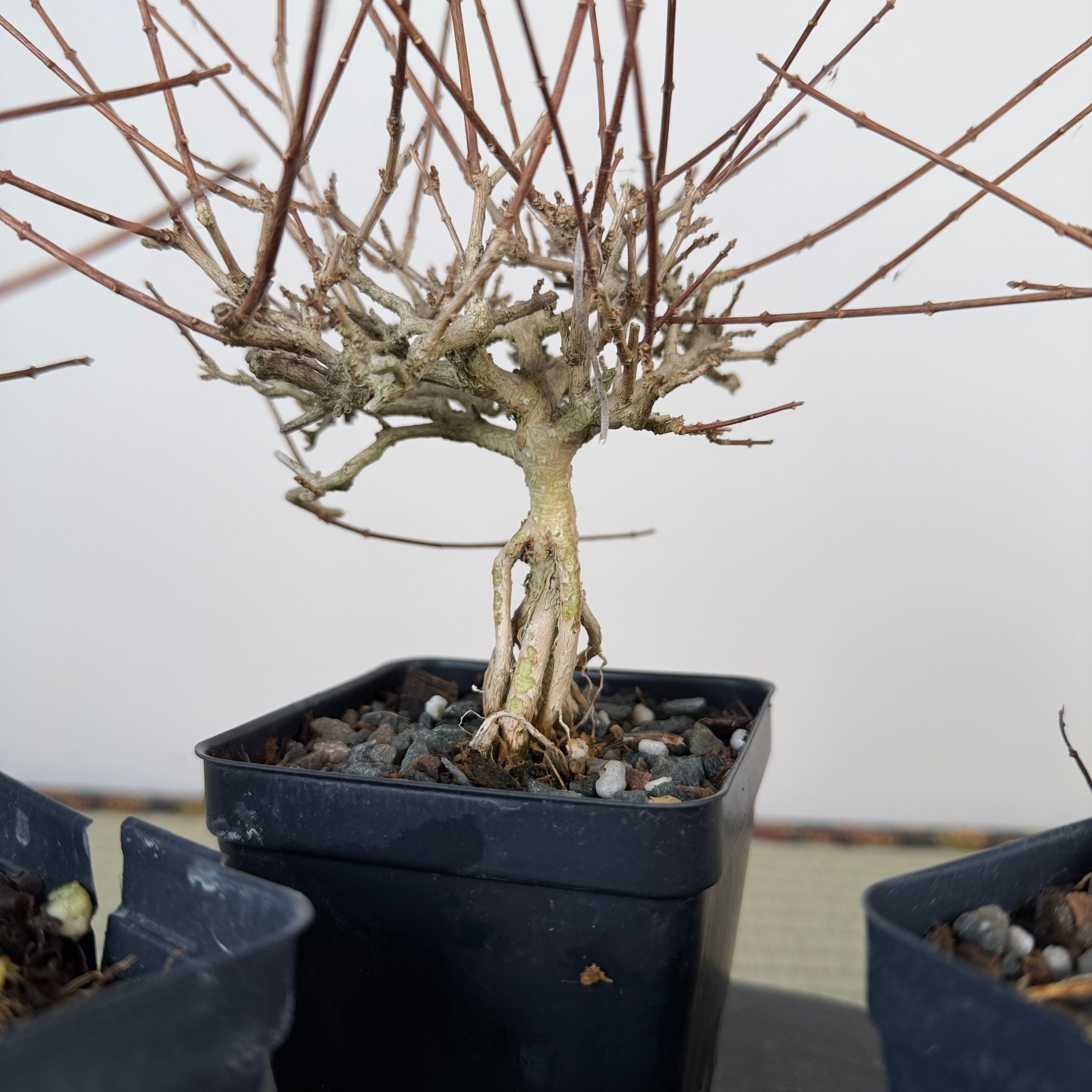 Premna japonica (medium)