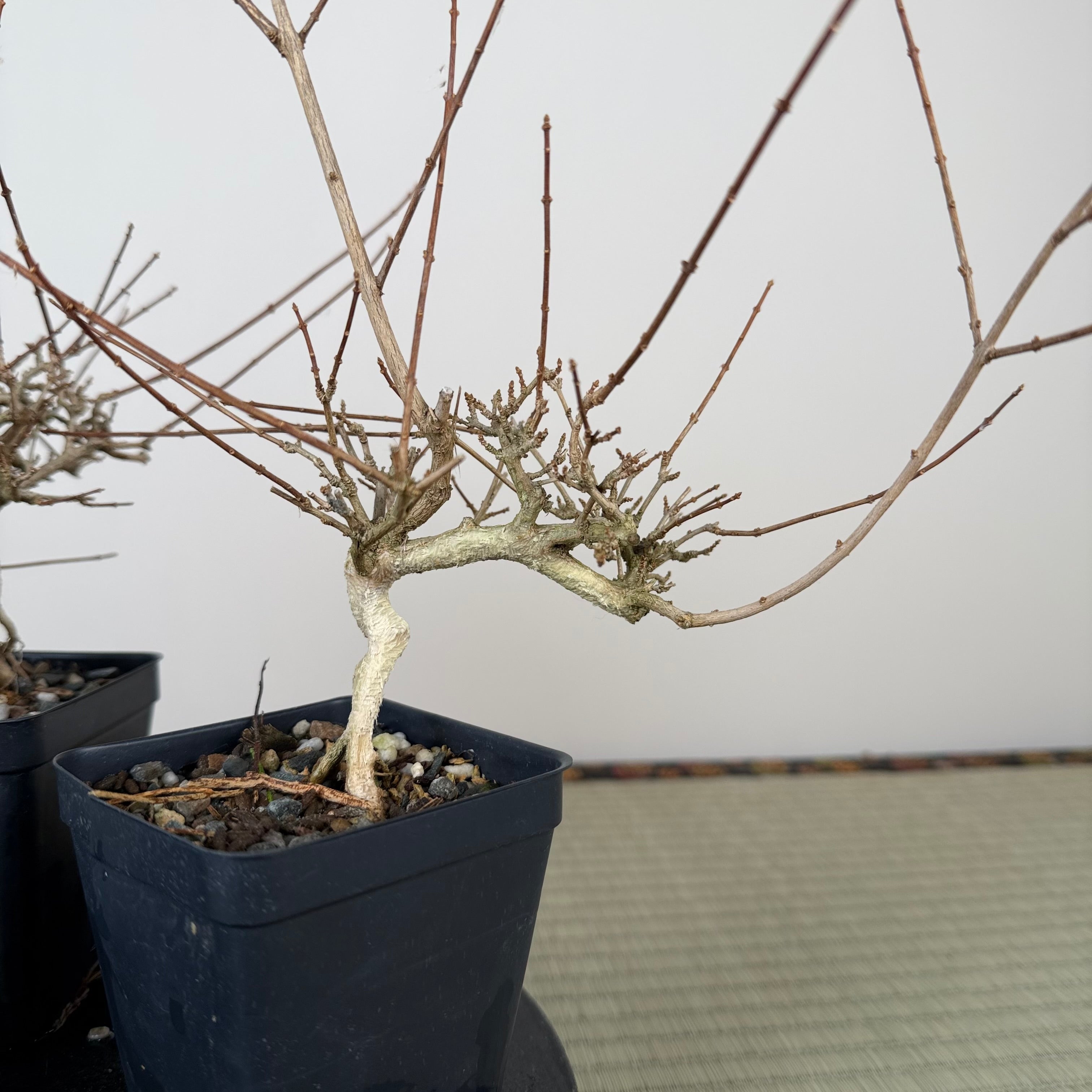 Premna japonica (medium)