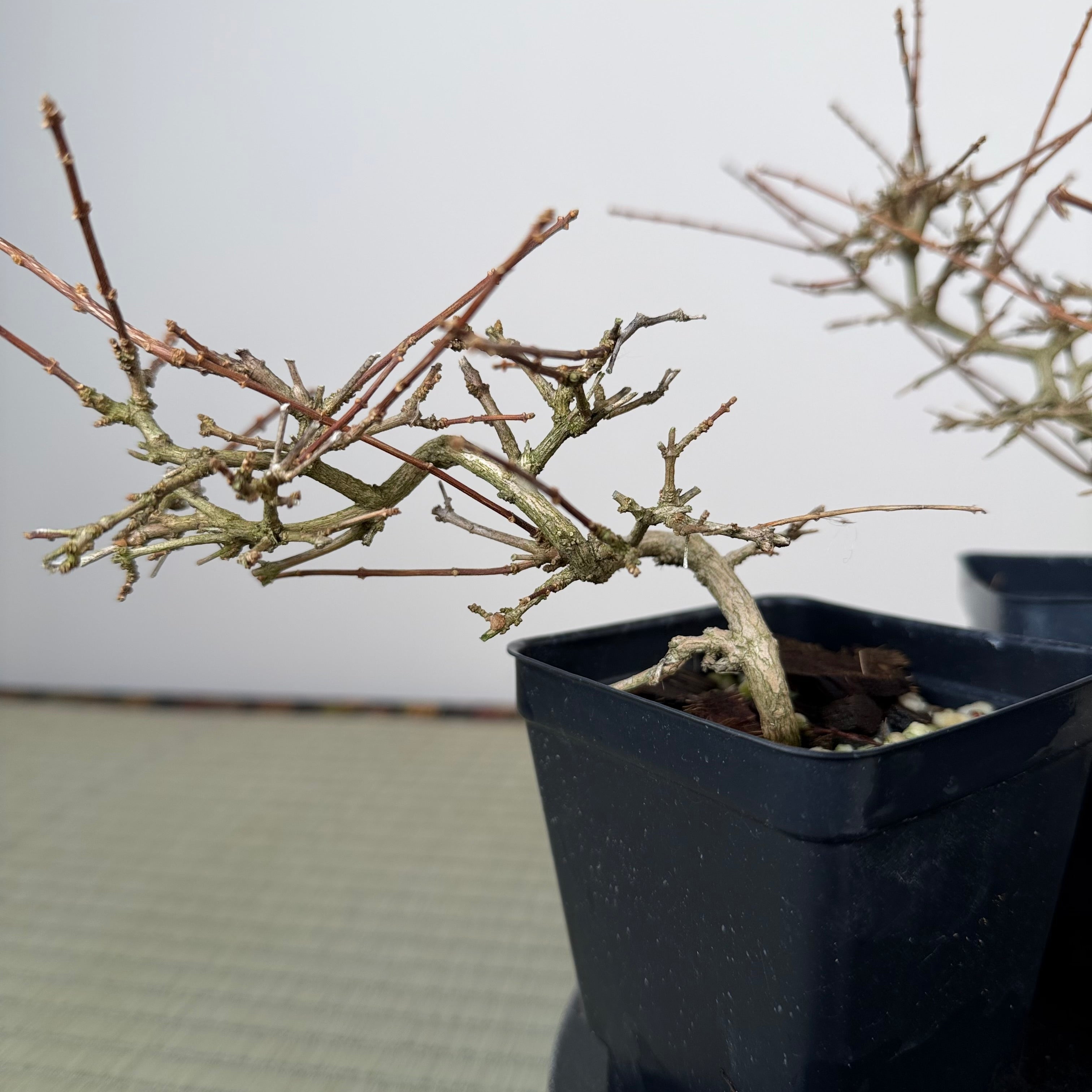 Premna japonica (ramified)