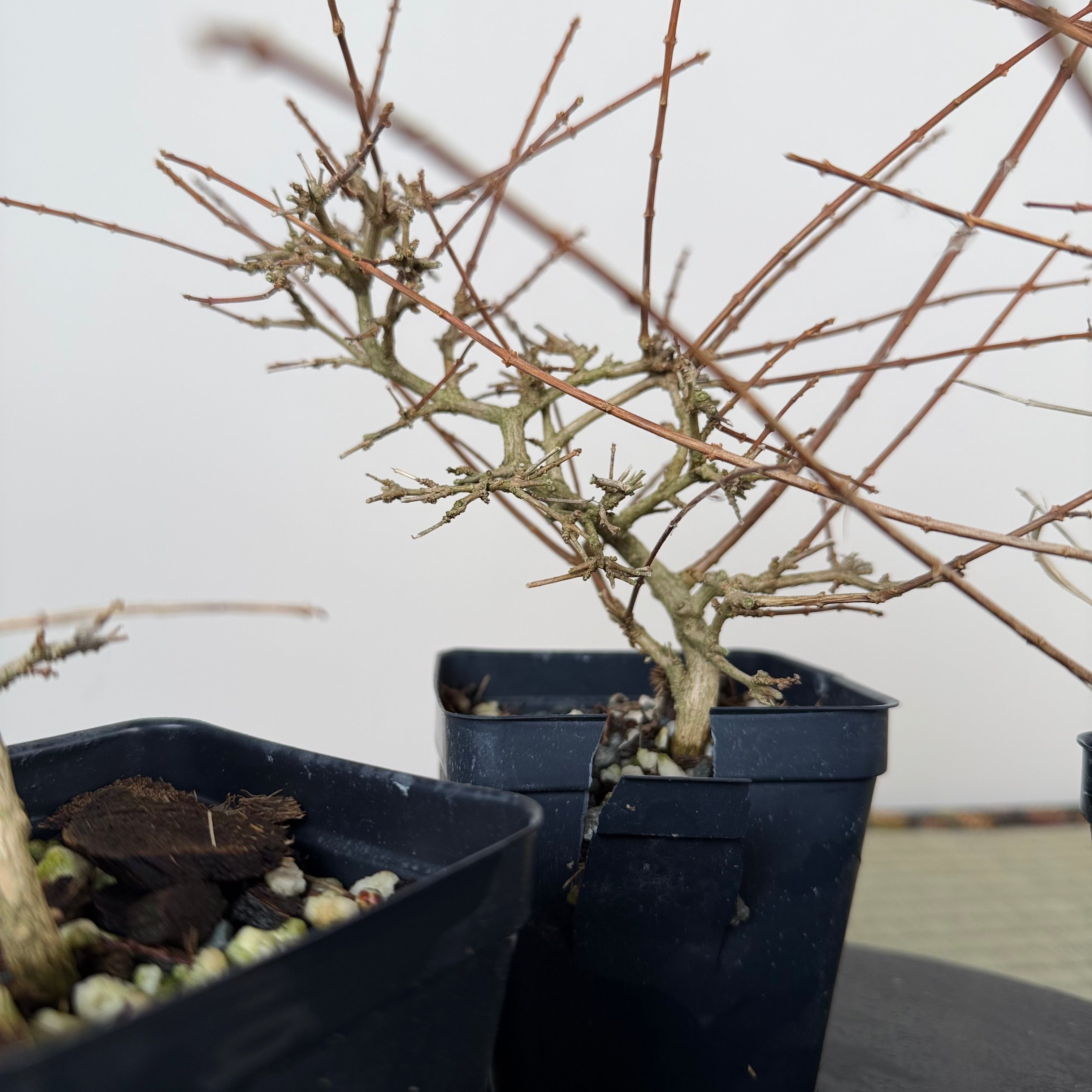 Premna japonica (ramified)