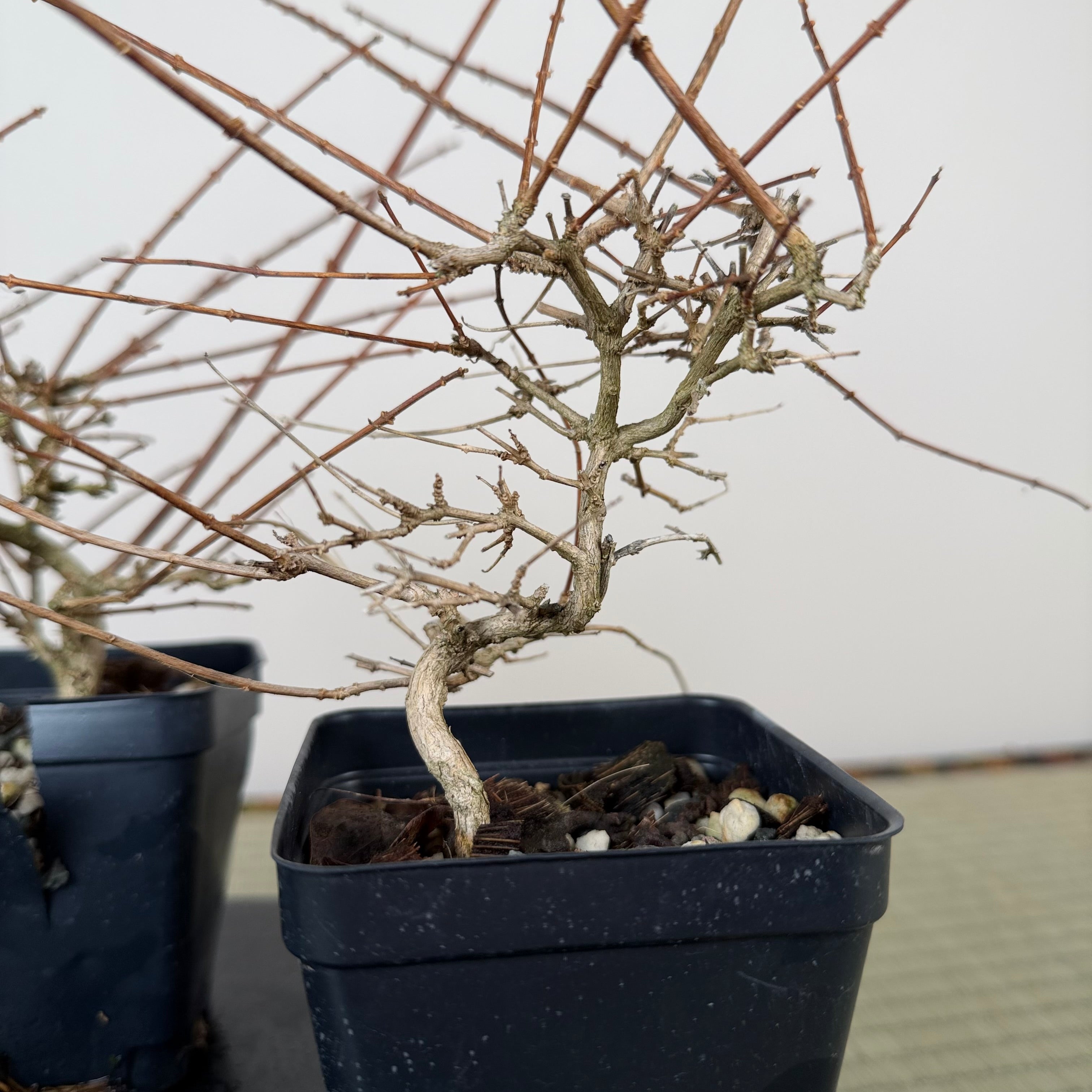 Premna japonica (ramified)