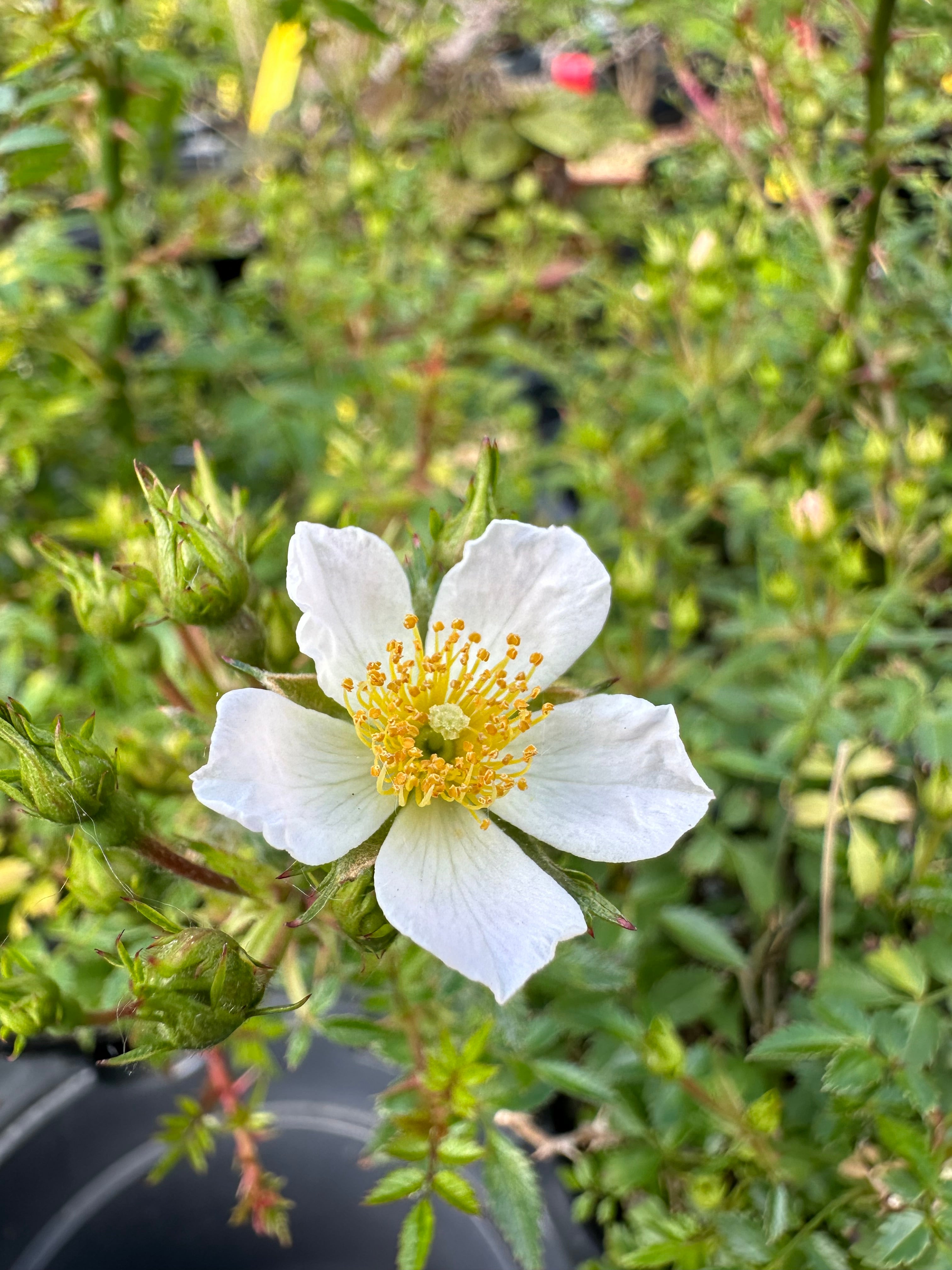 ROSE (white & pink)