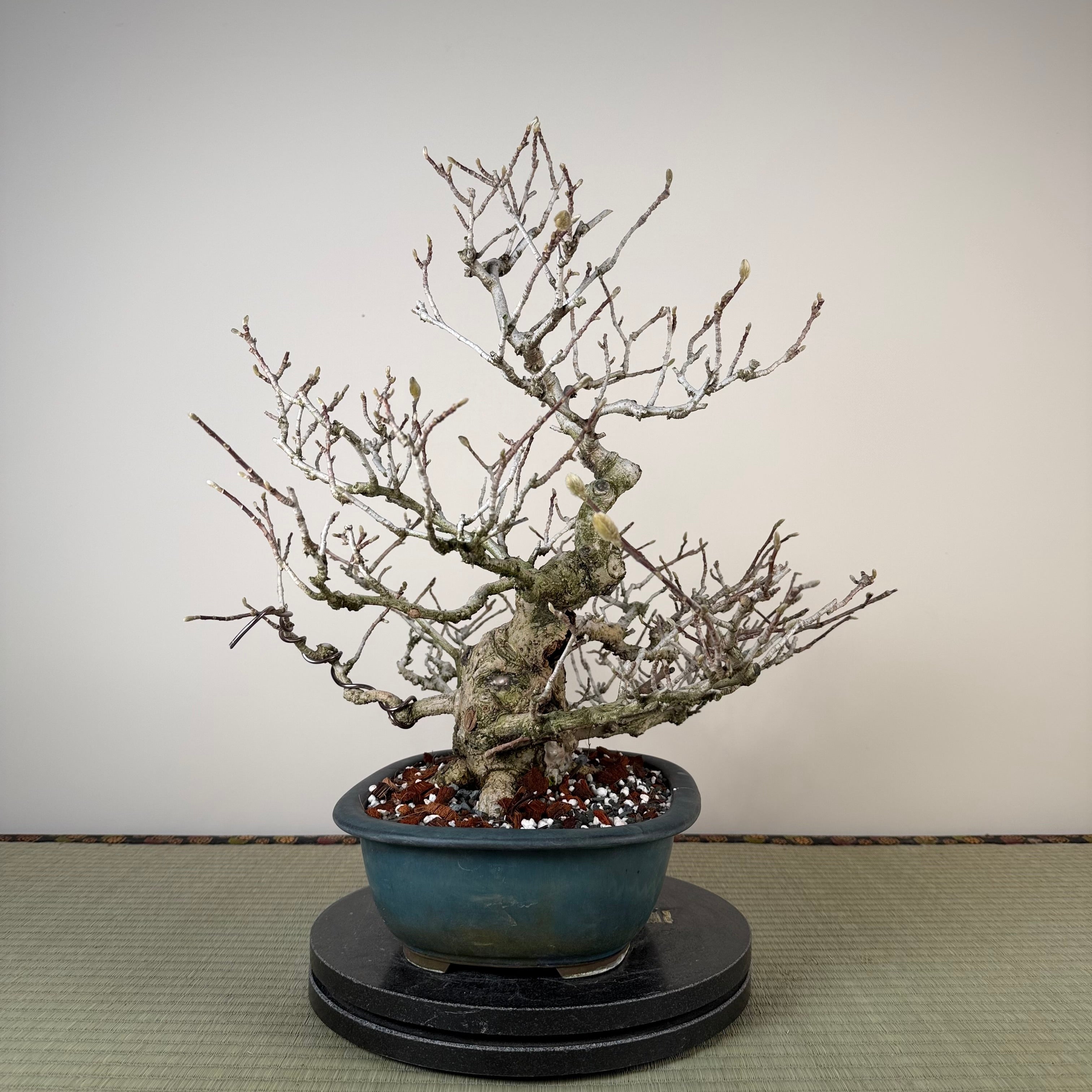 Magnolia kobus (dwarf)