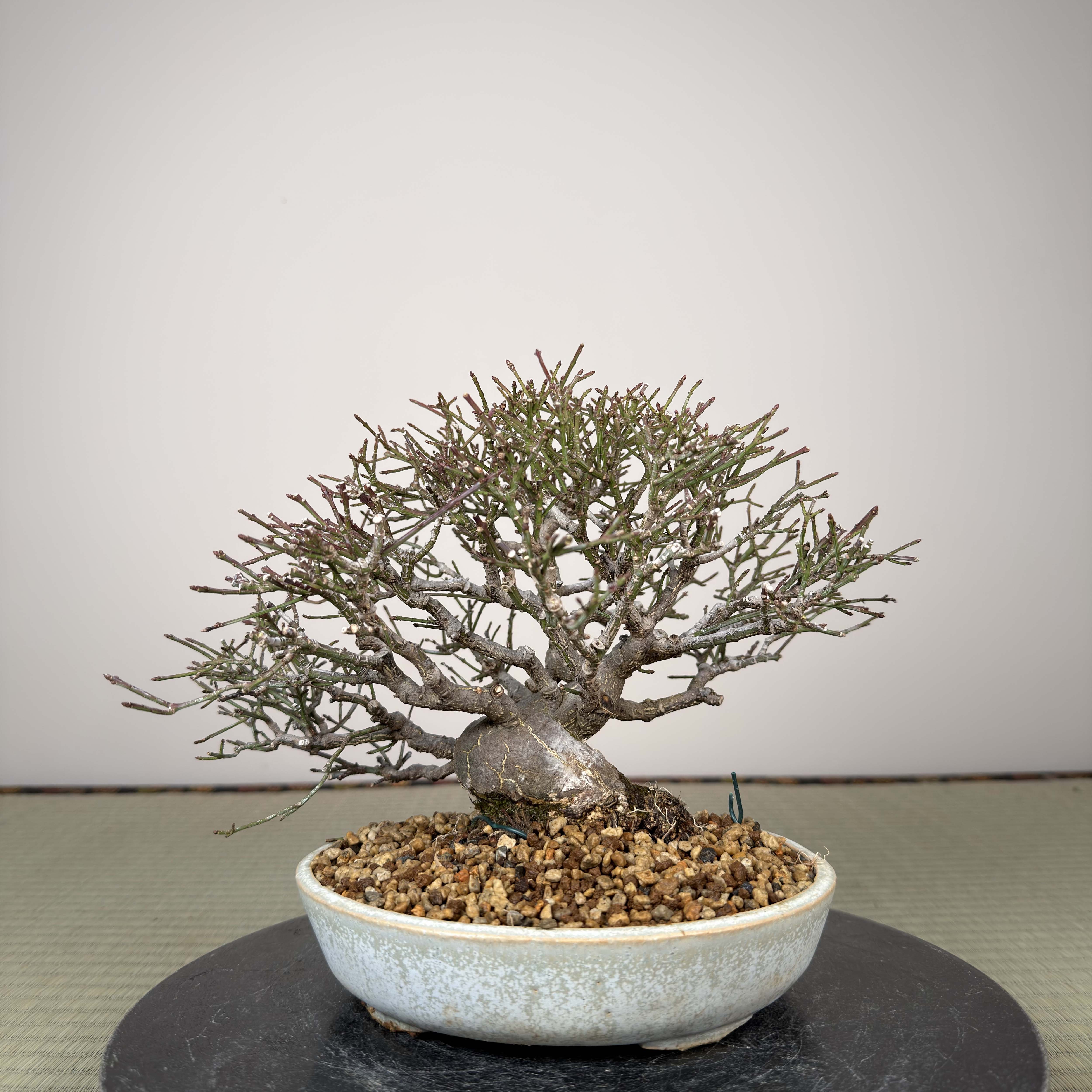 Euonymus