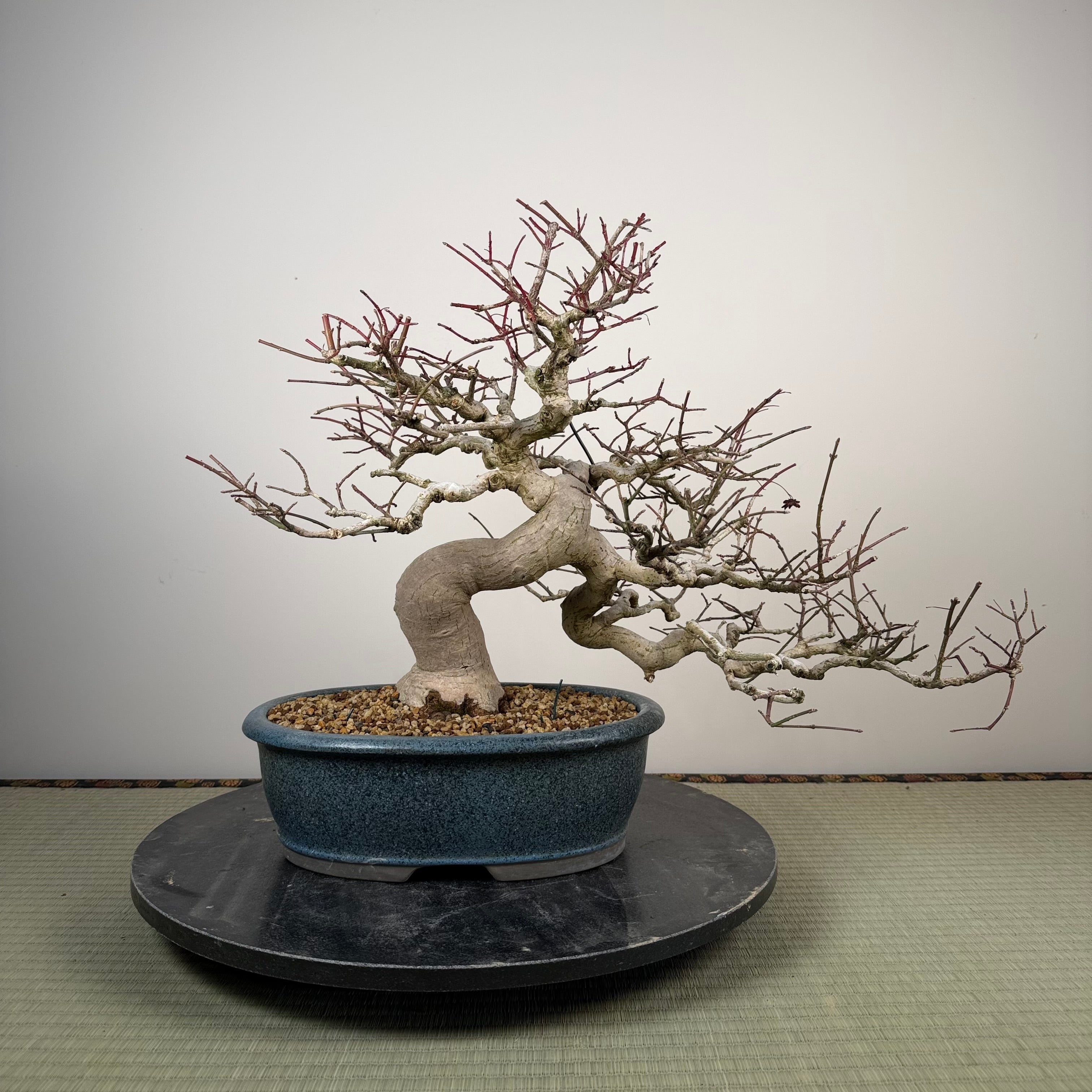 Euonymus