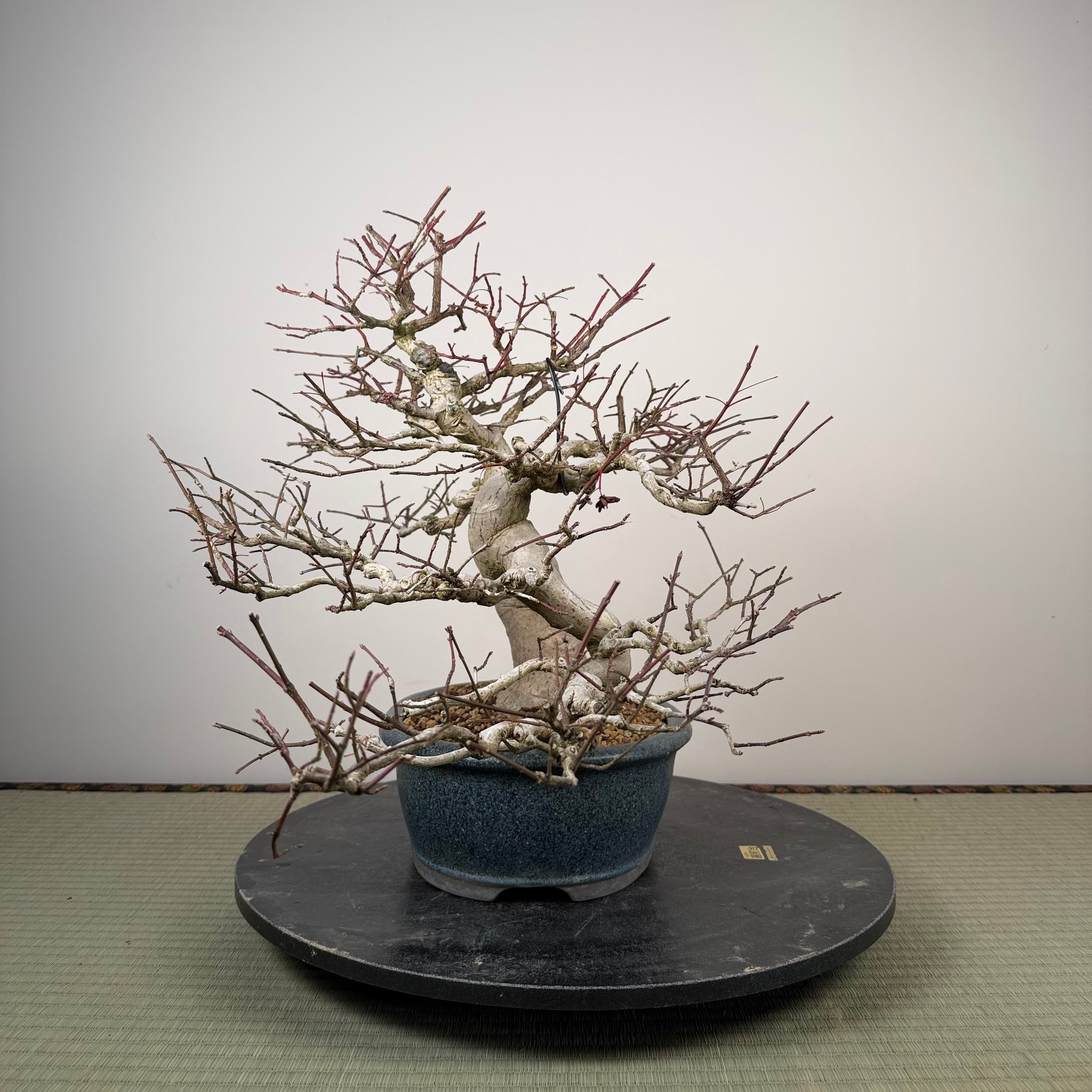 Euonymus