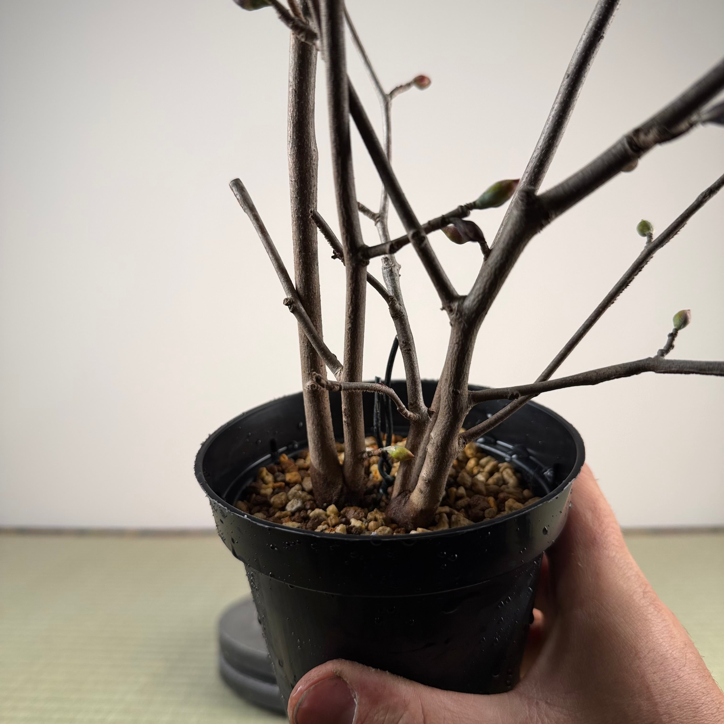 Corylopsis spicata