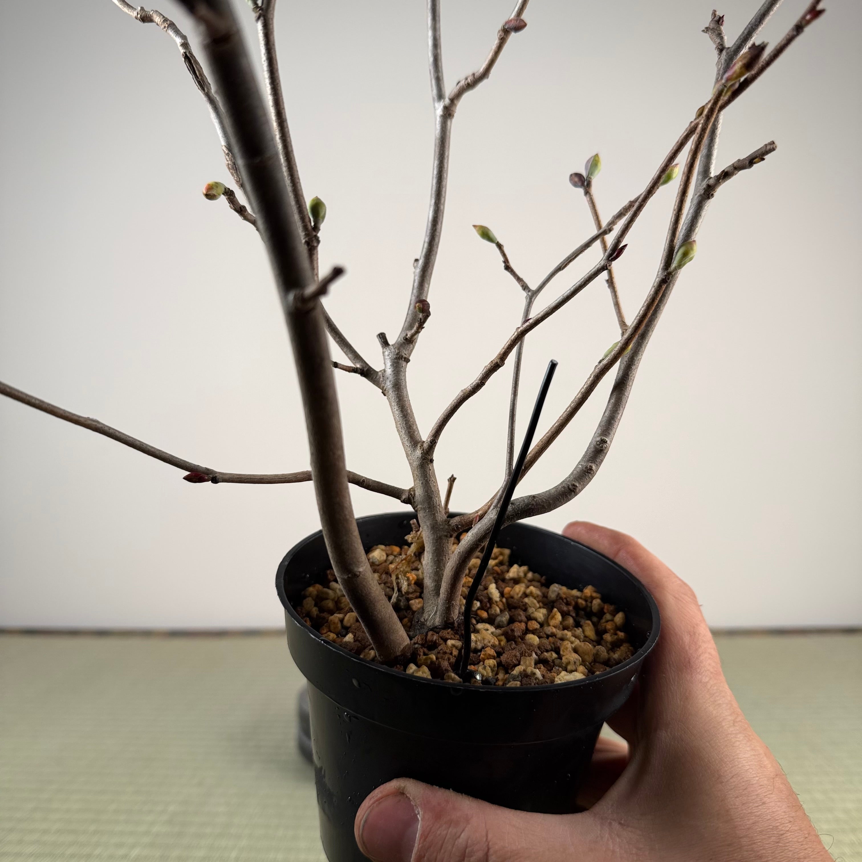 Corylopsis spicata