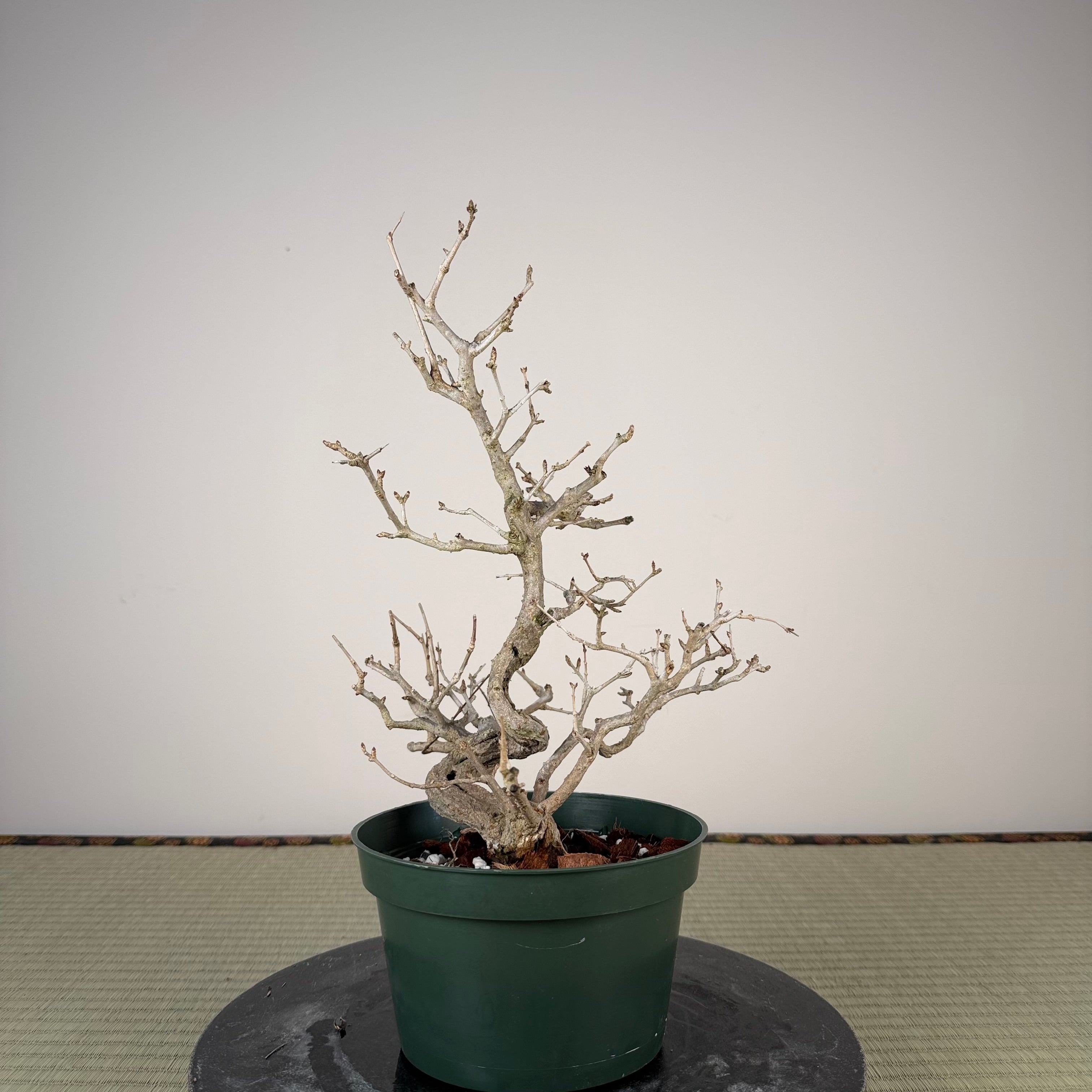 Punica granatum