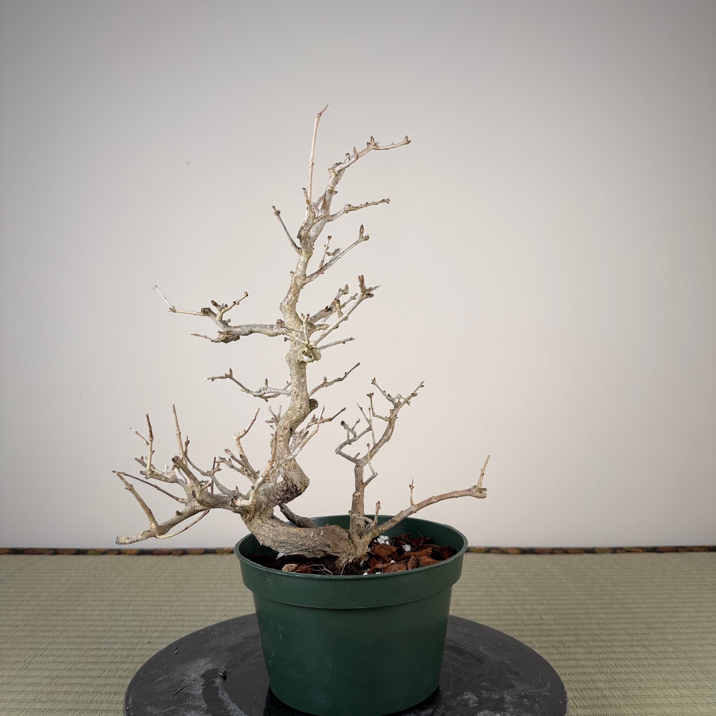 Punica granatum