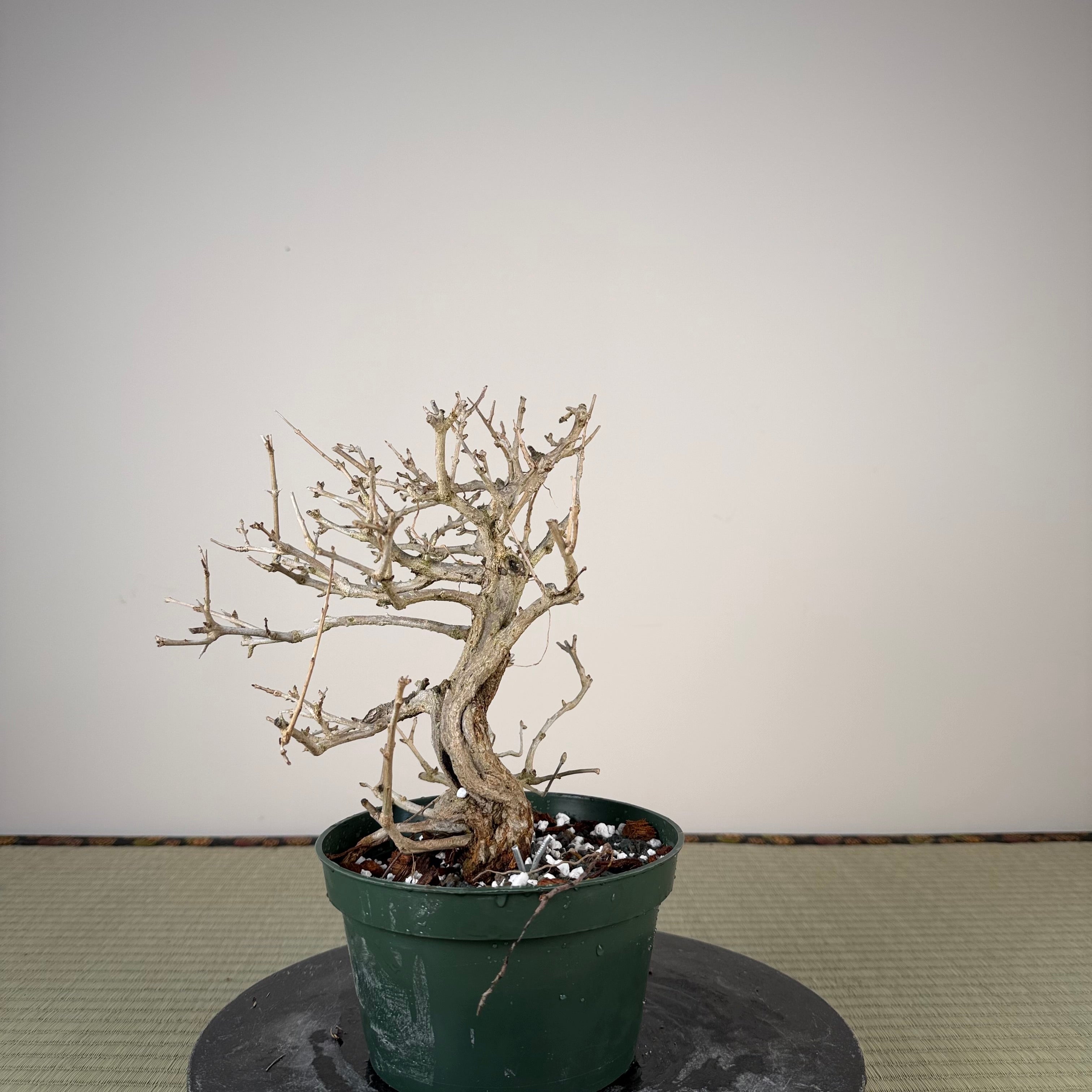 Punica granatum