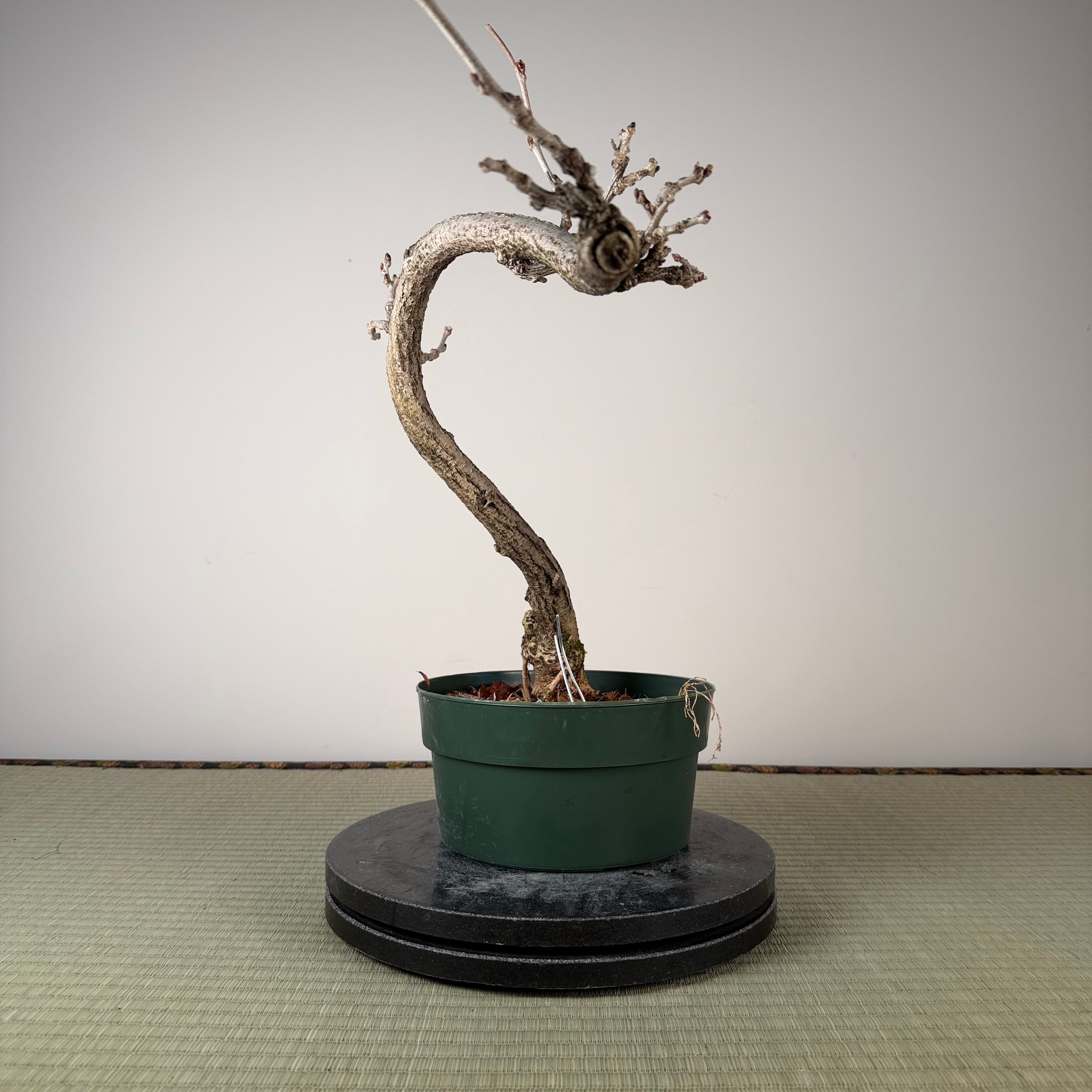 Glycine floribunda