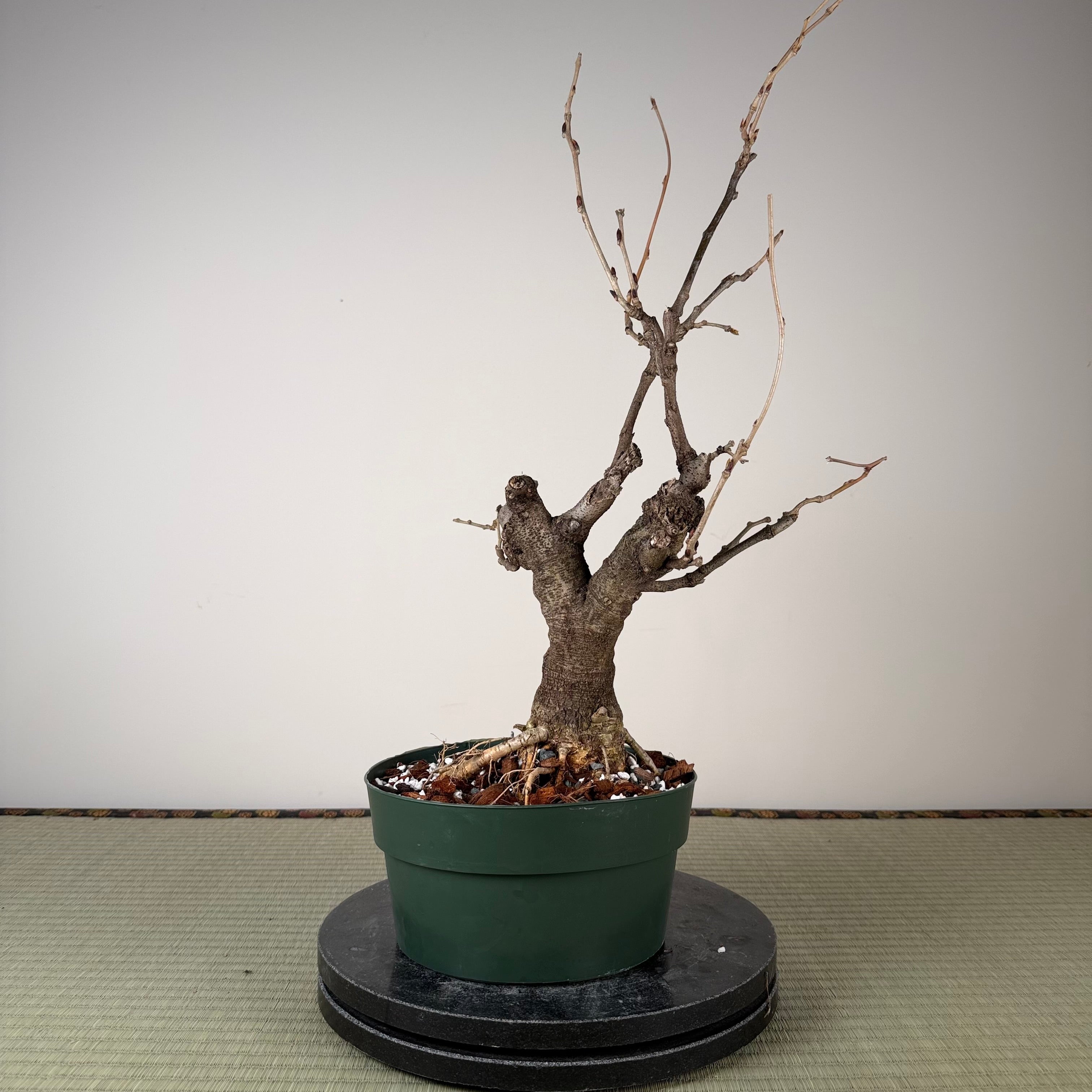 Glycine floribunda
