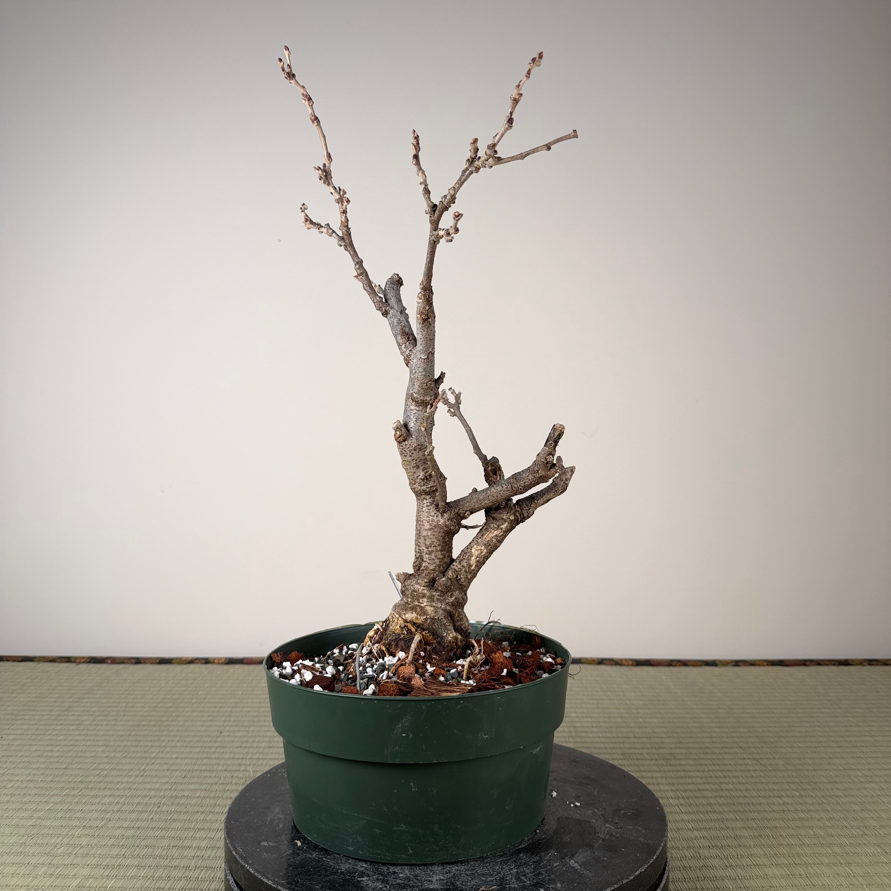 Wisteria floribunda