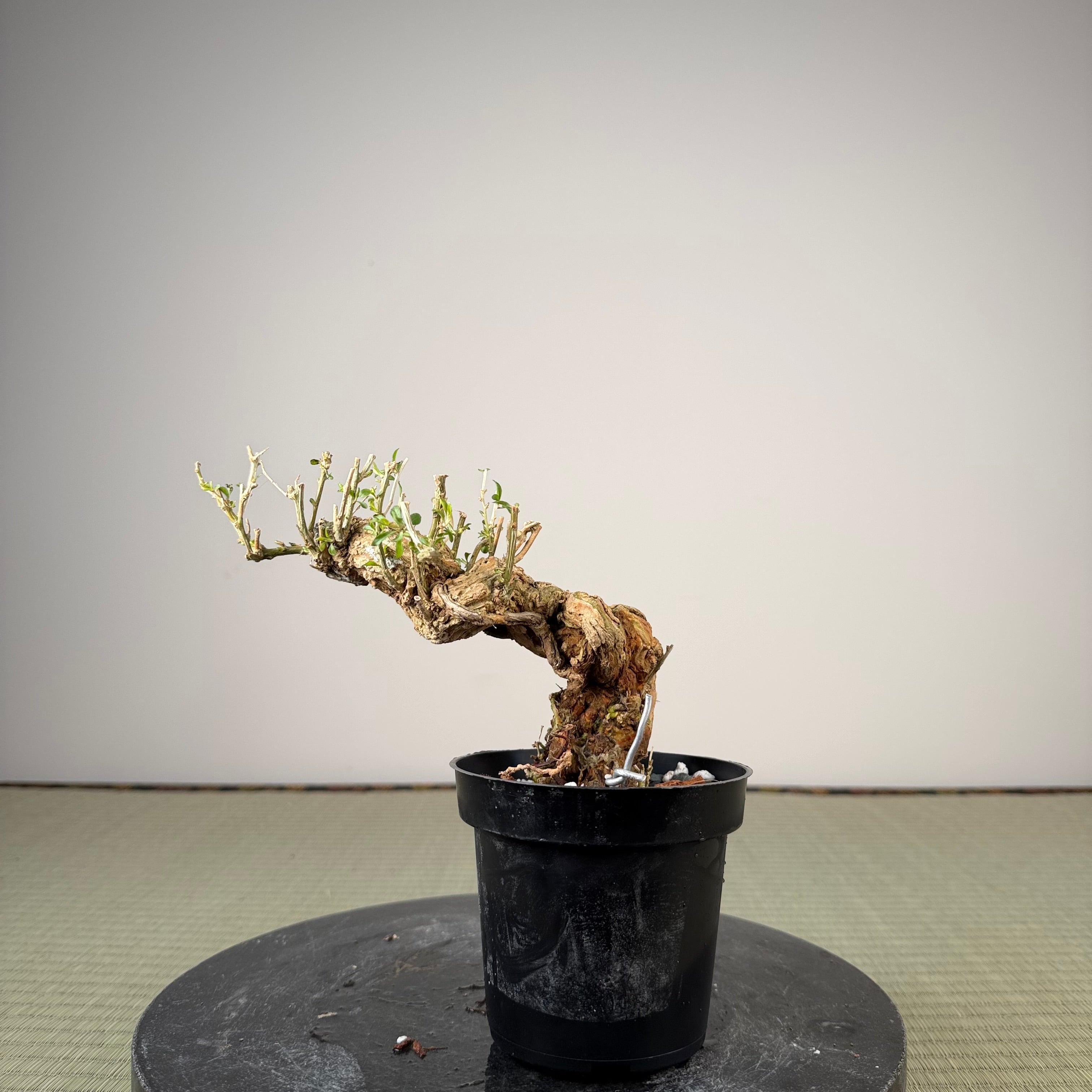 Lycium chinense