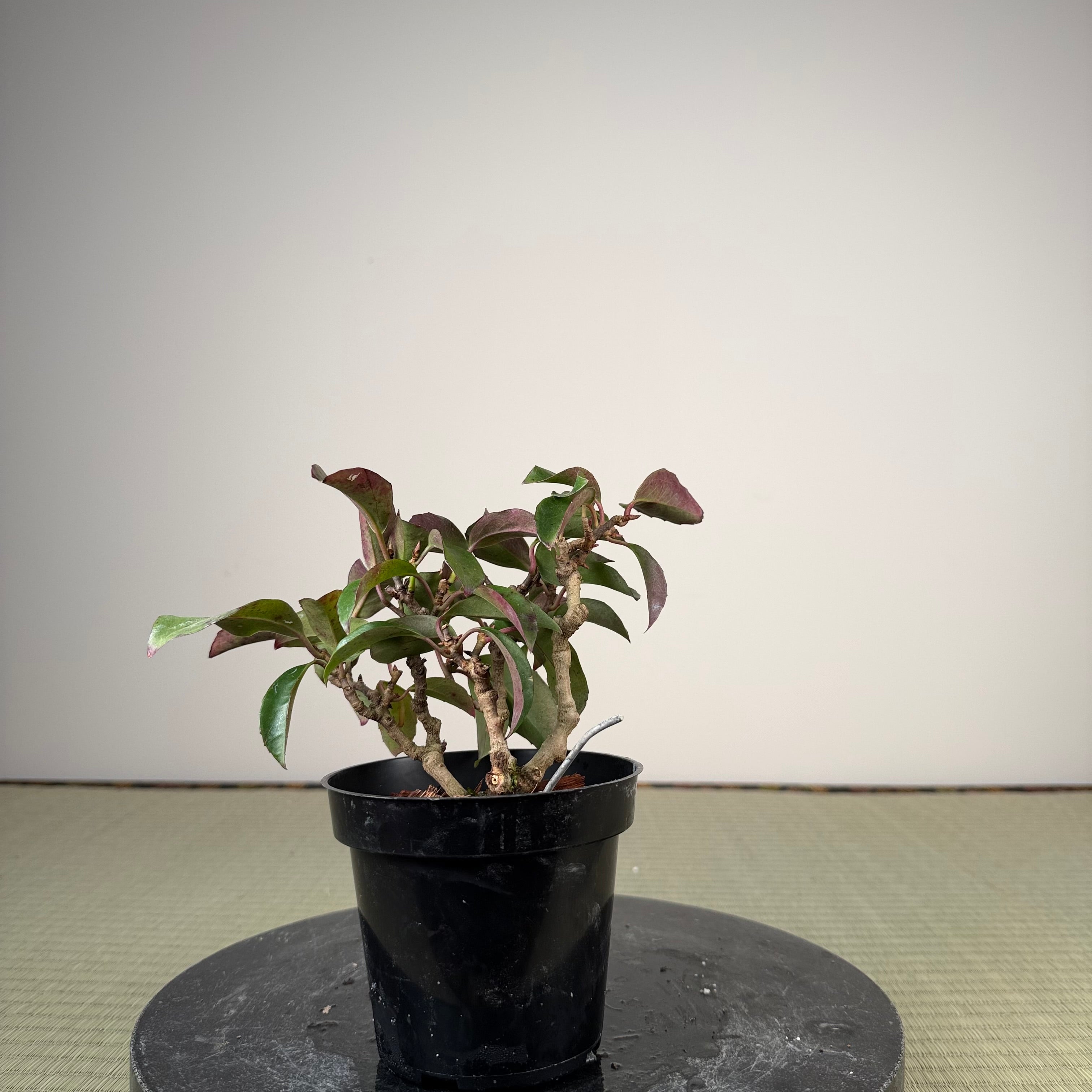 Kadsura japonica