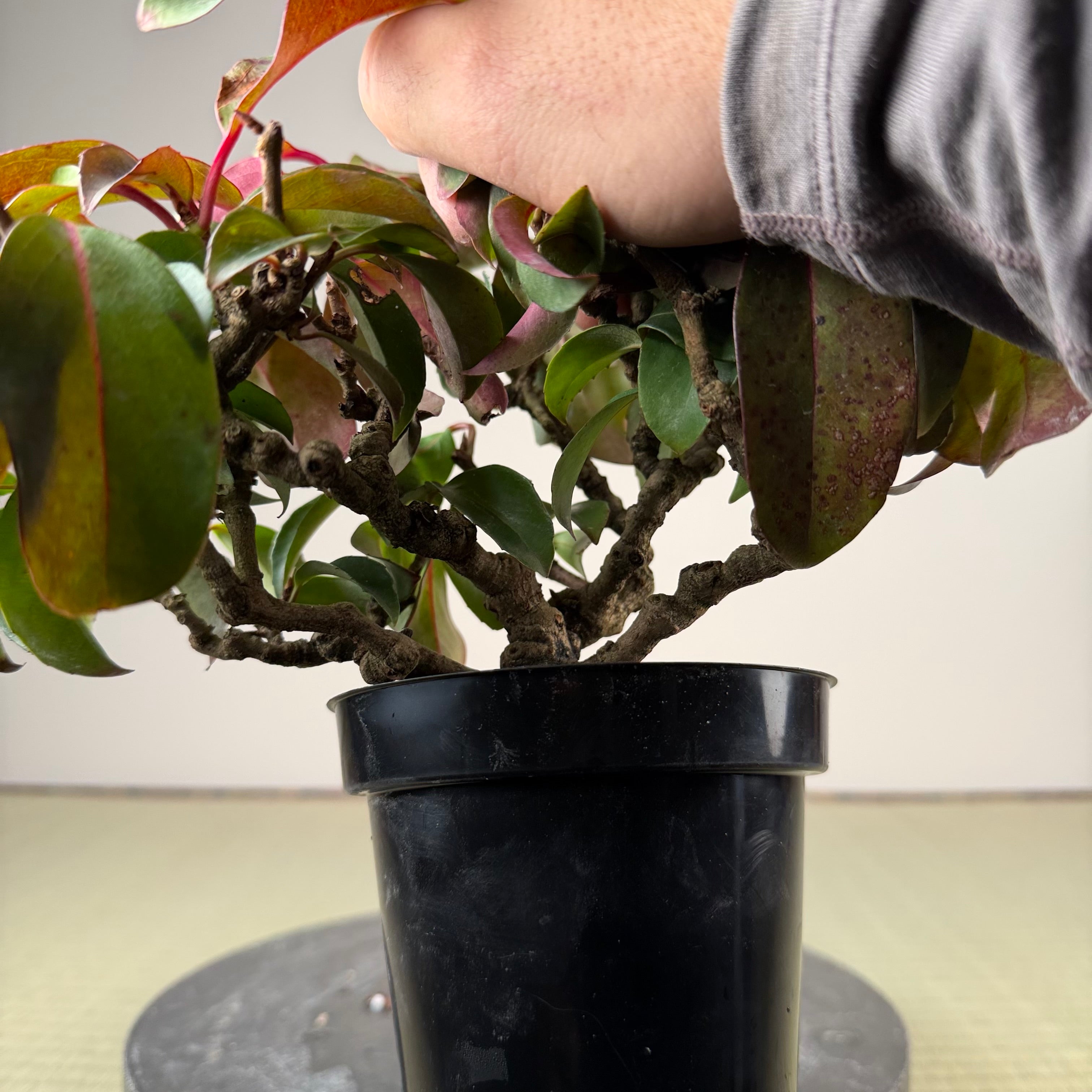 Kadsura japonica