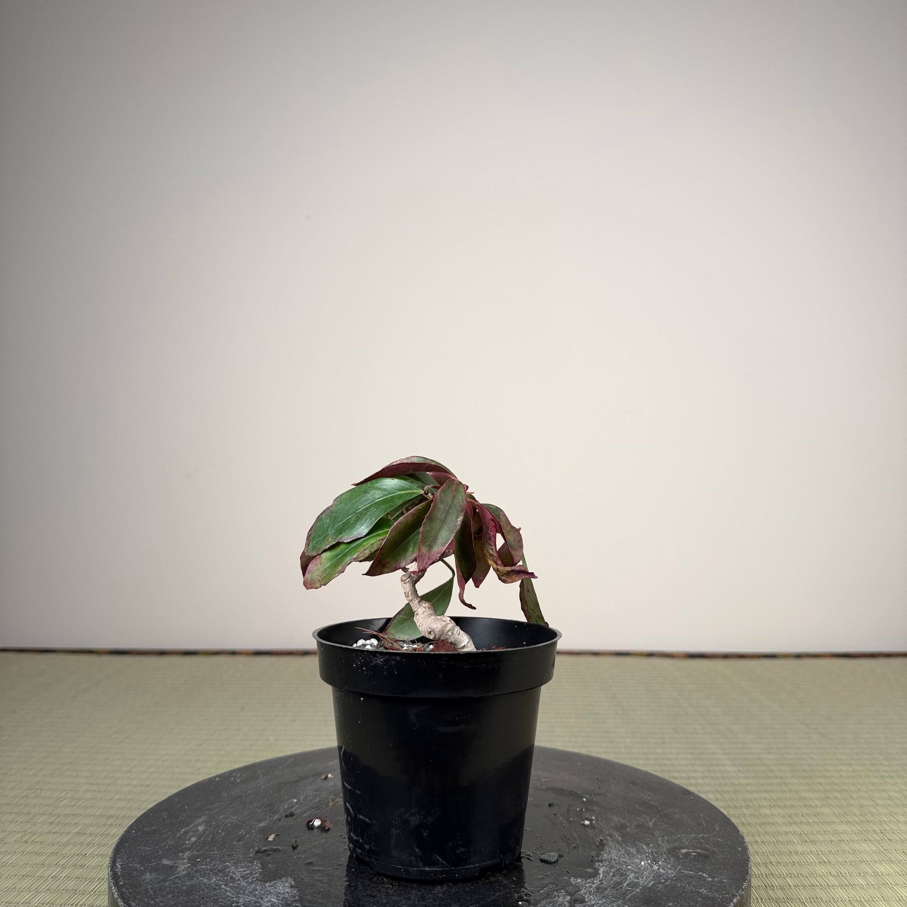 Kadsura japonica