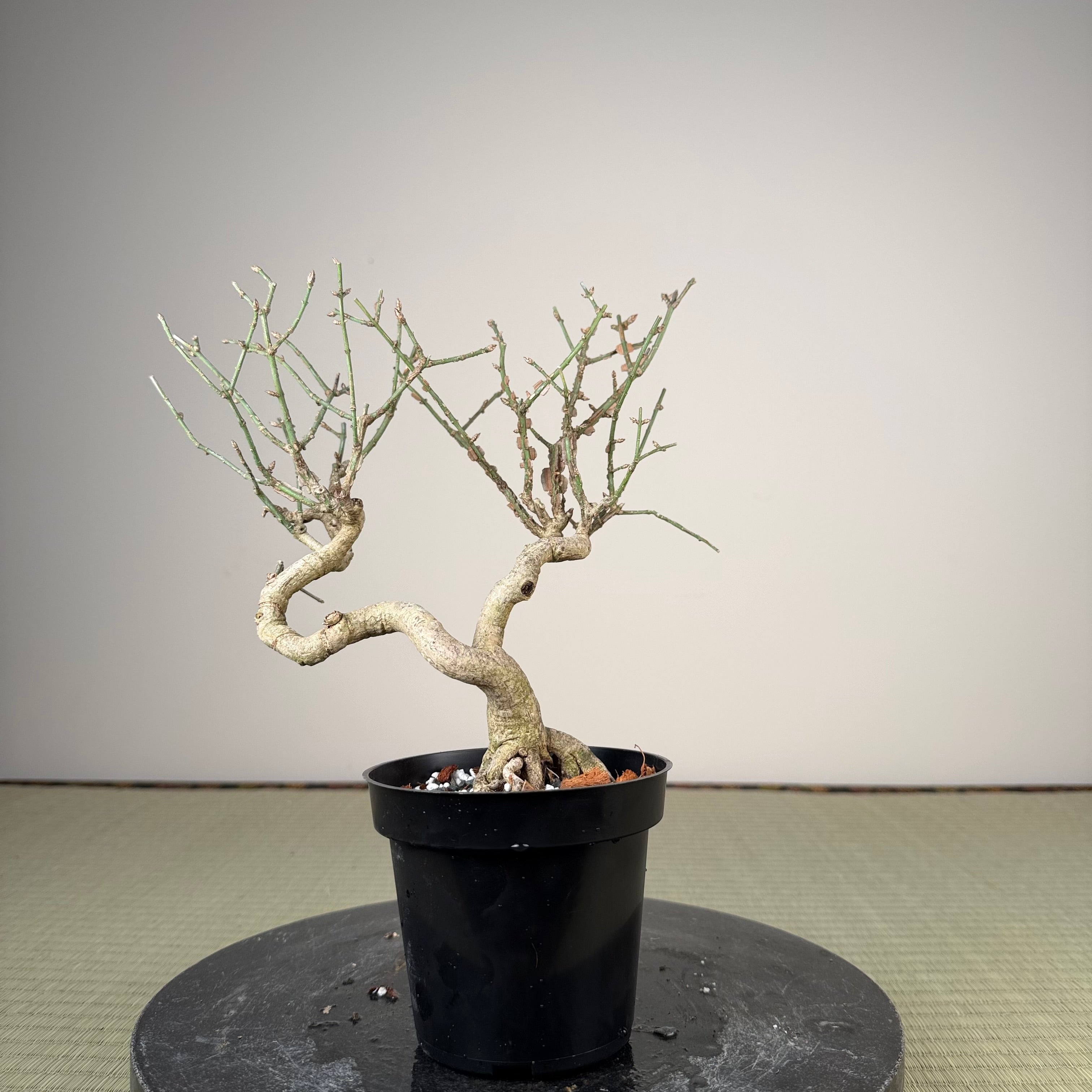 Euonymus