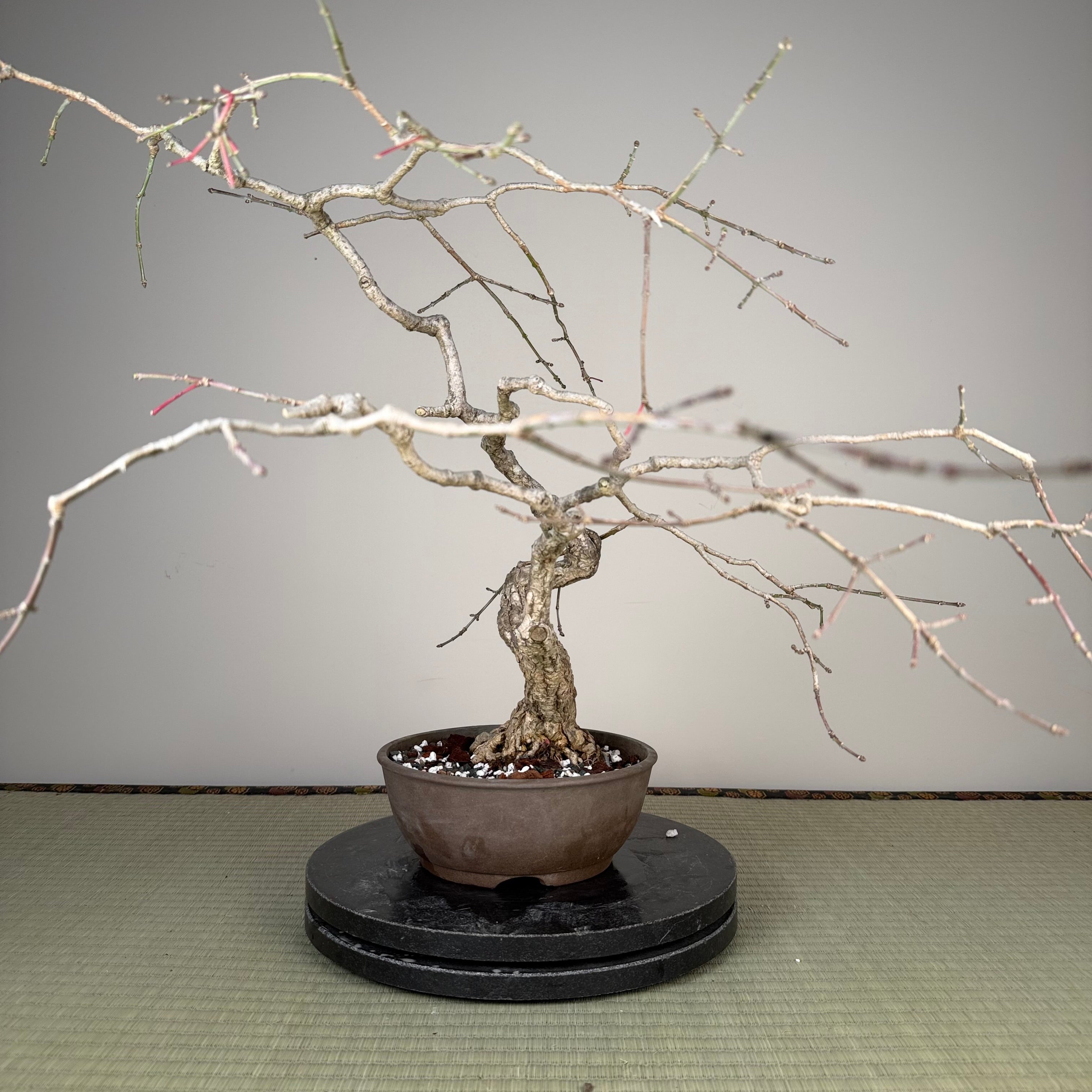 Euonymus