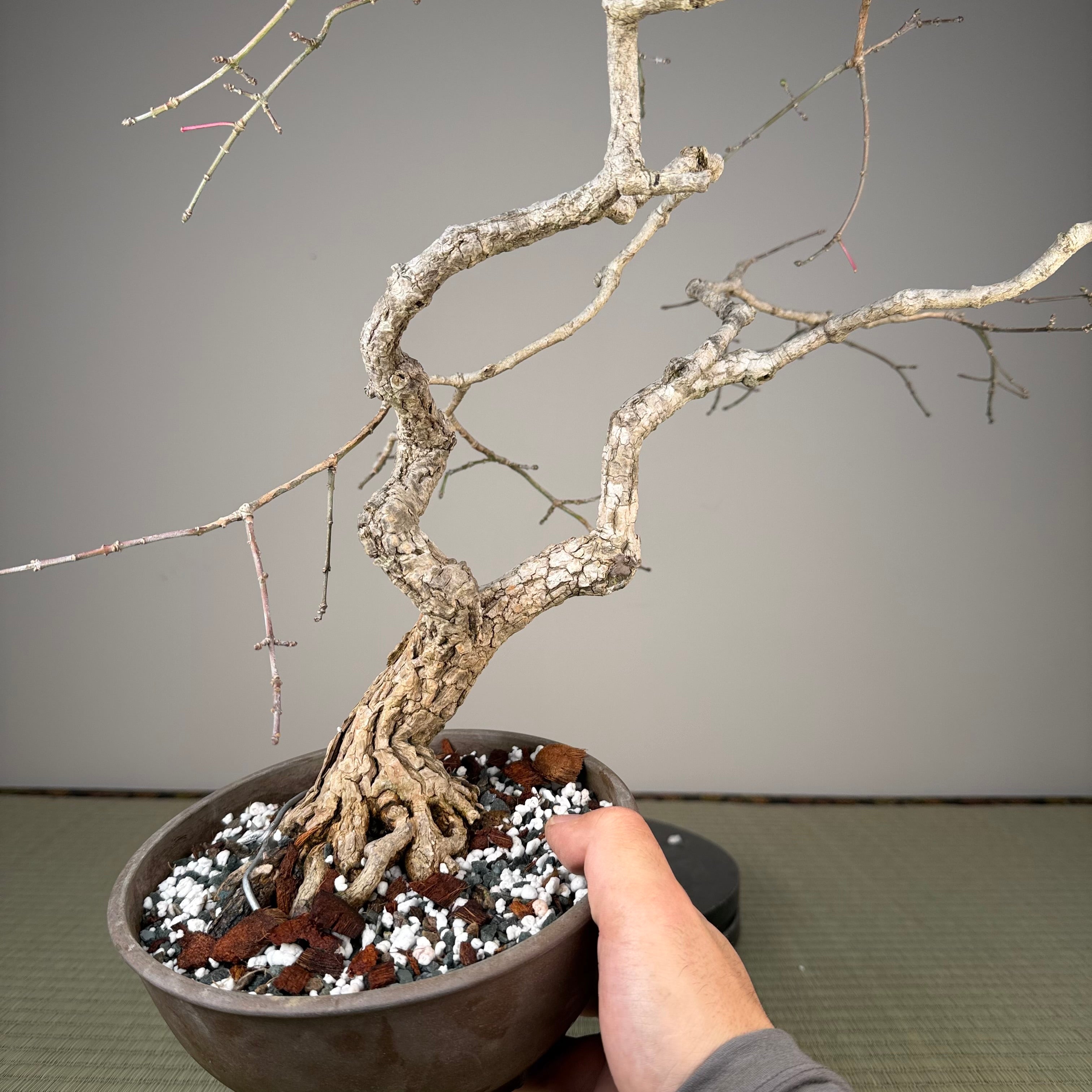 Euonymus