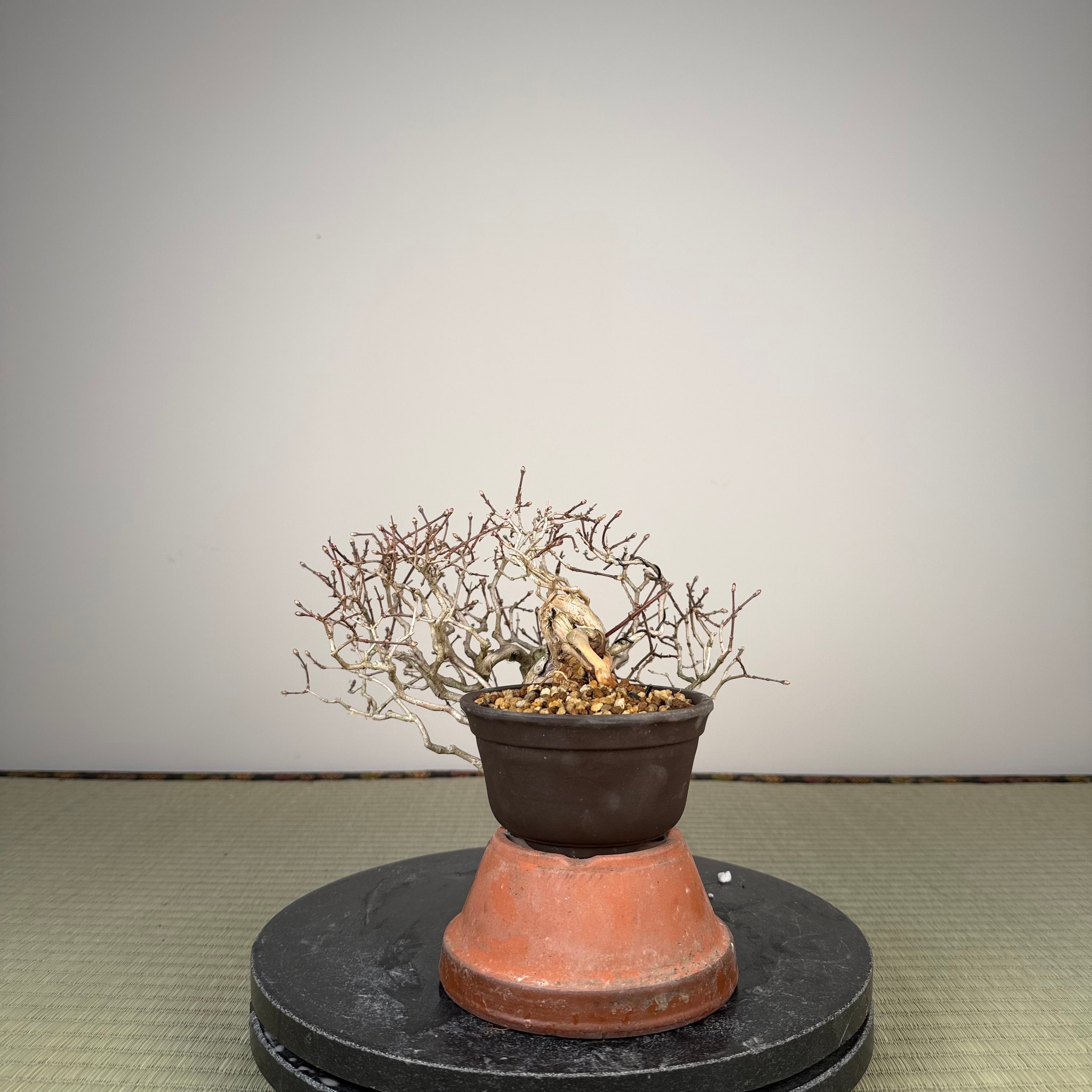 Lonicera gracilipes