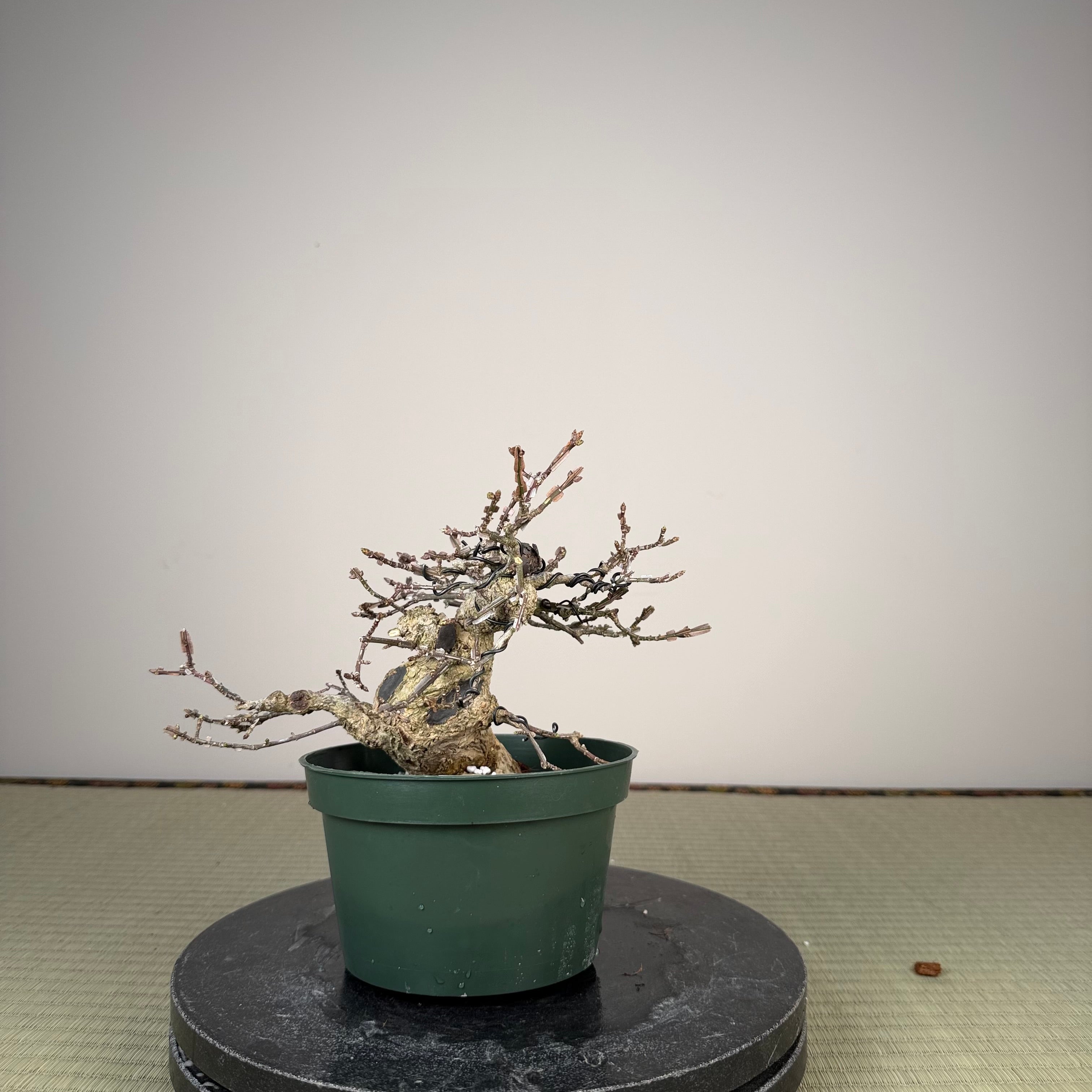 Euonymus