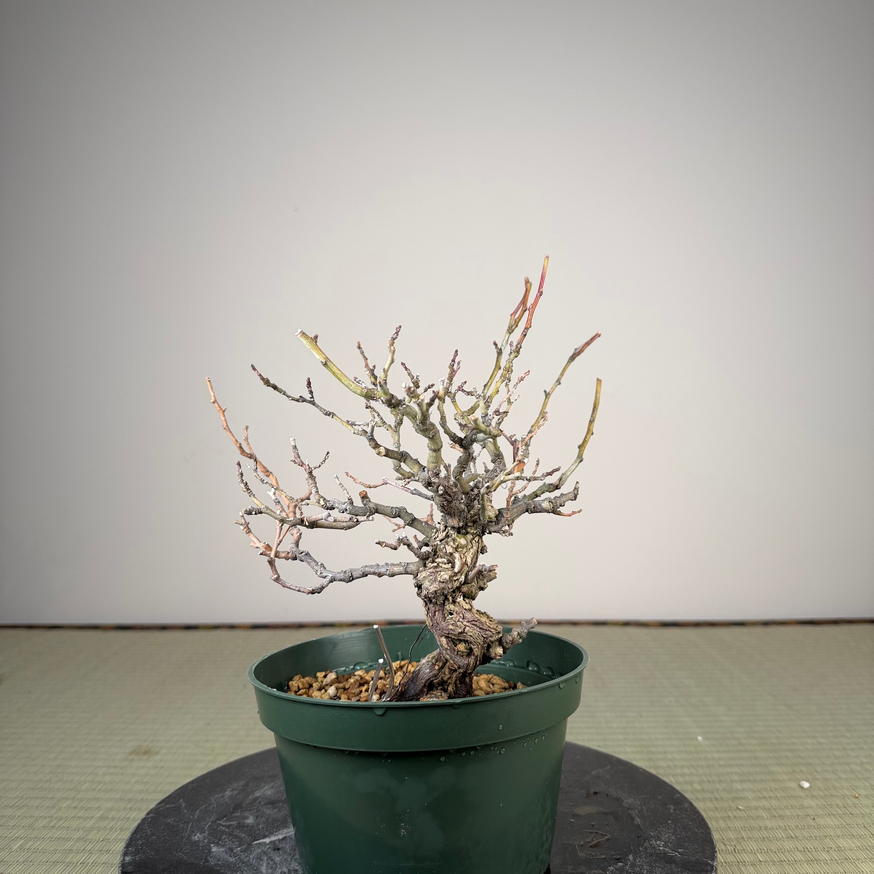 Berchemia racemosa