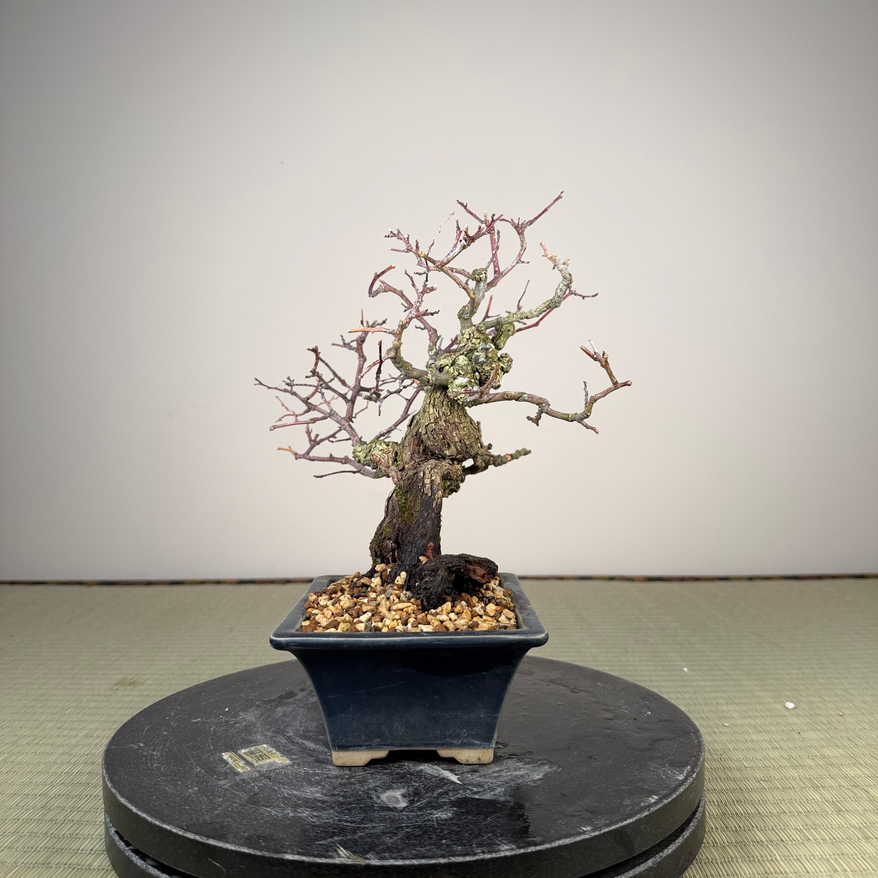 Berchemia racemosa