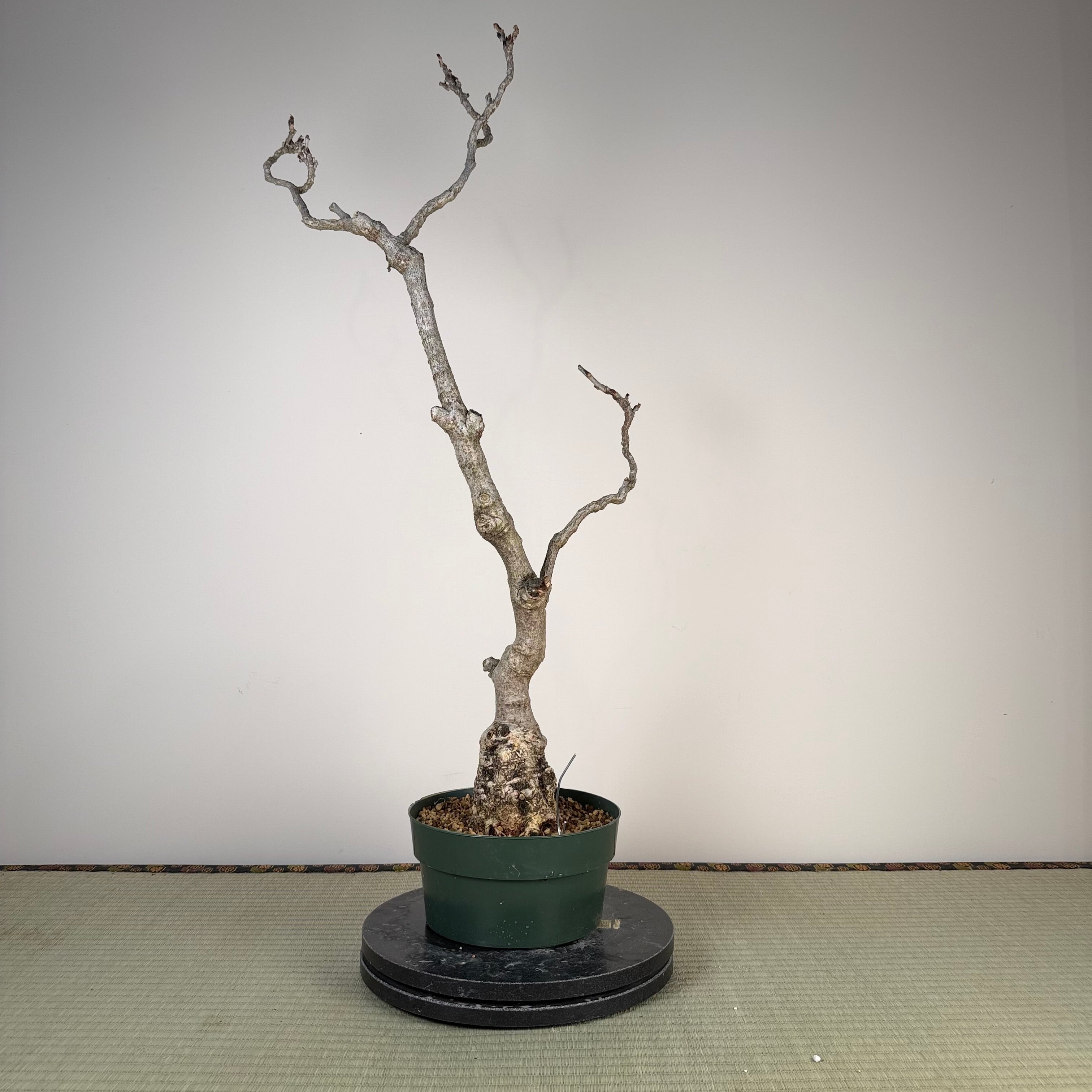 Wisteria floribunda