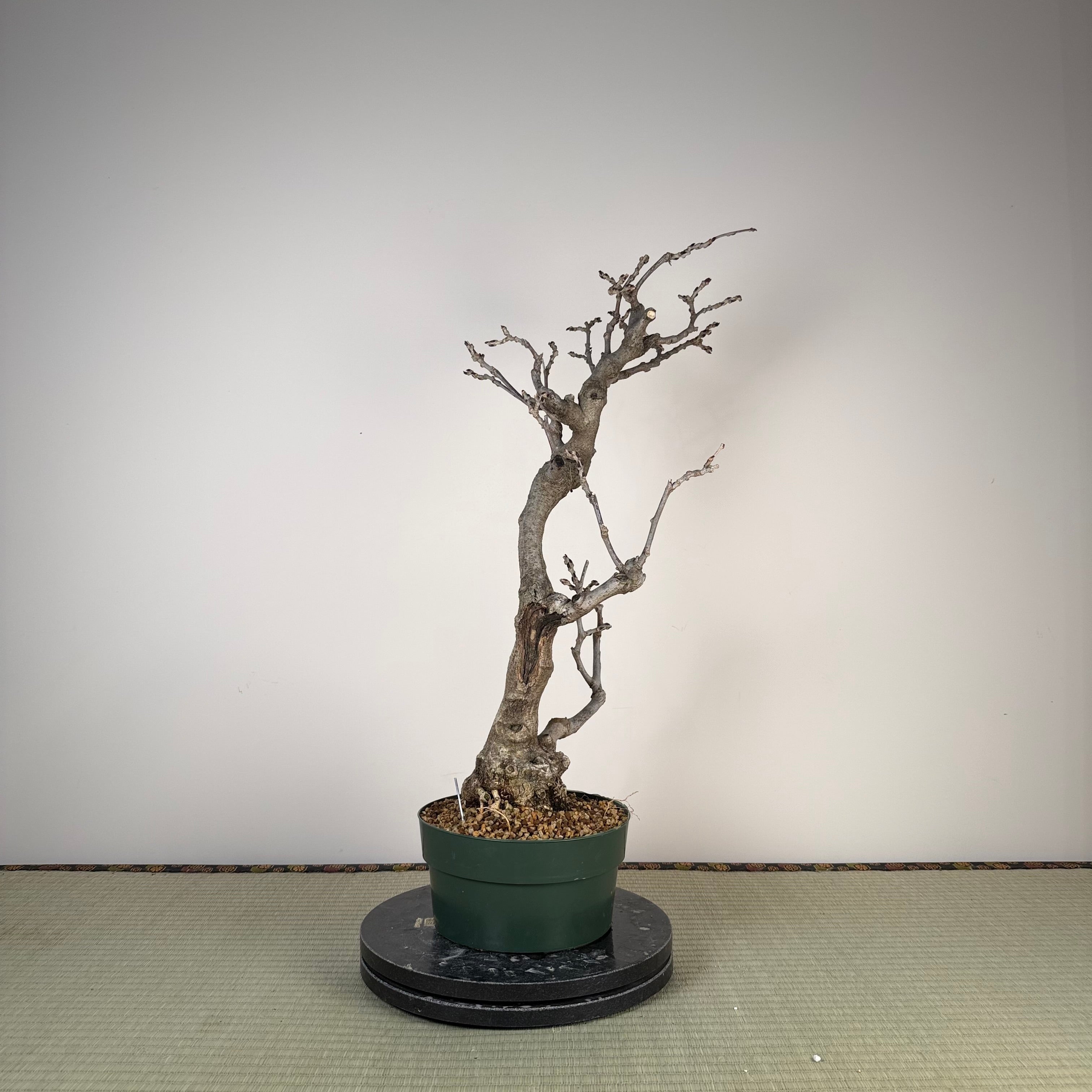 Wisteria floribunda