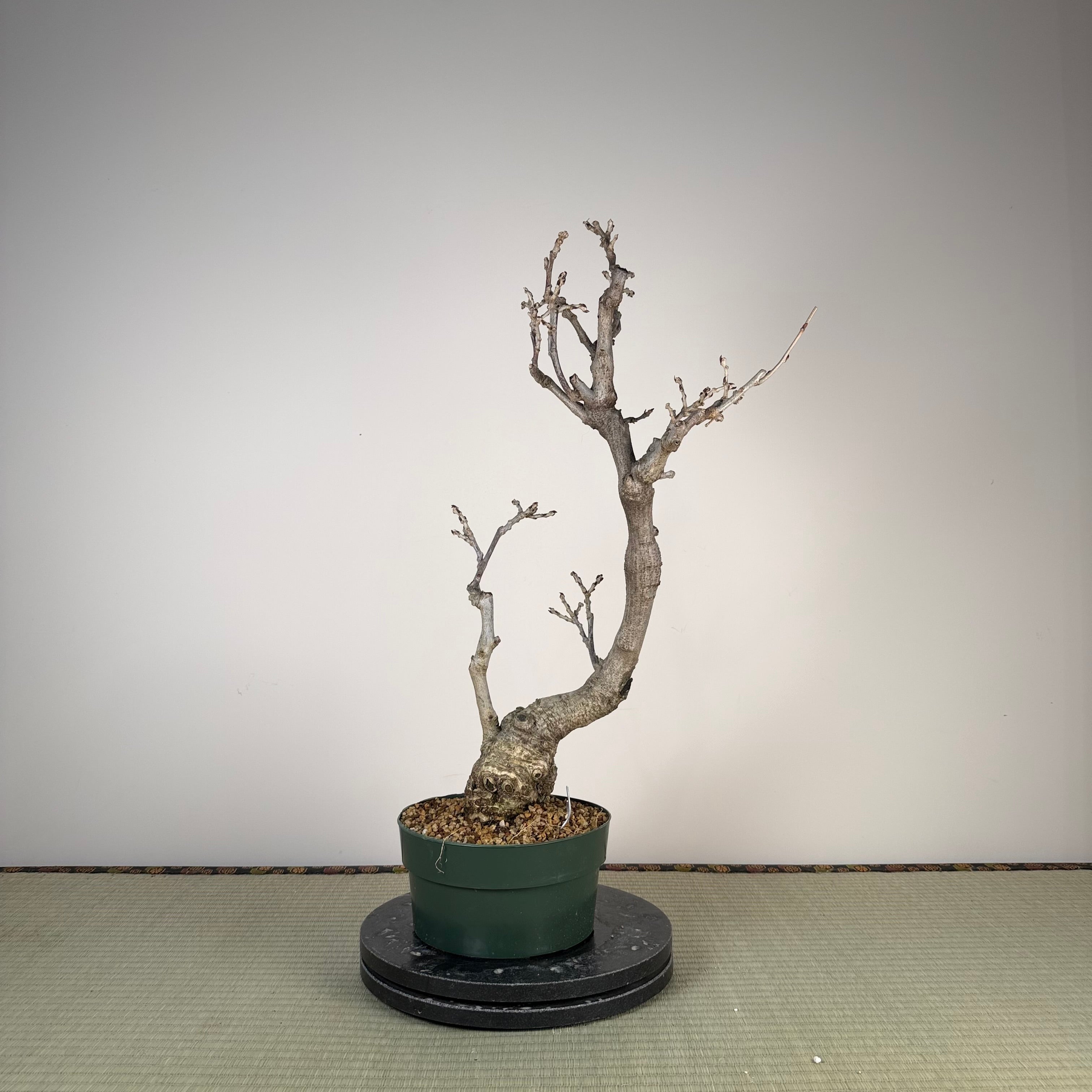 Wisteria floribunda