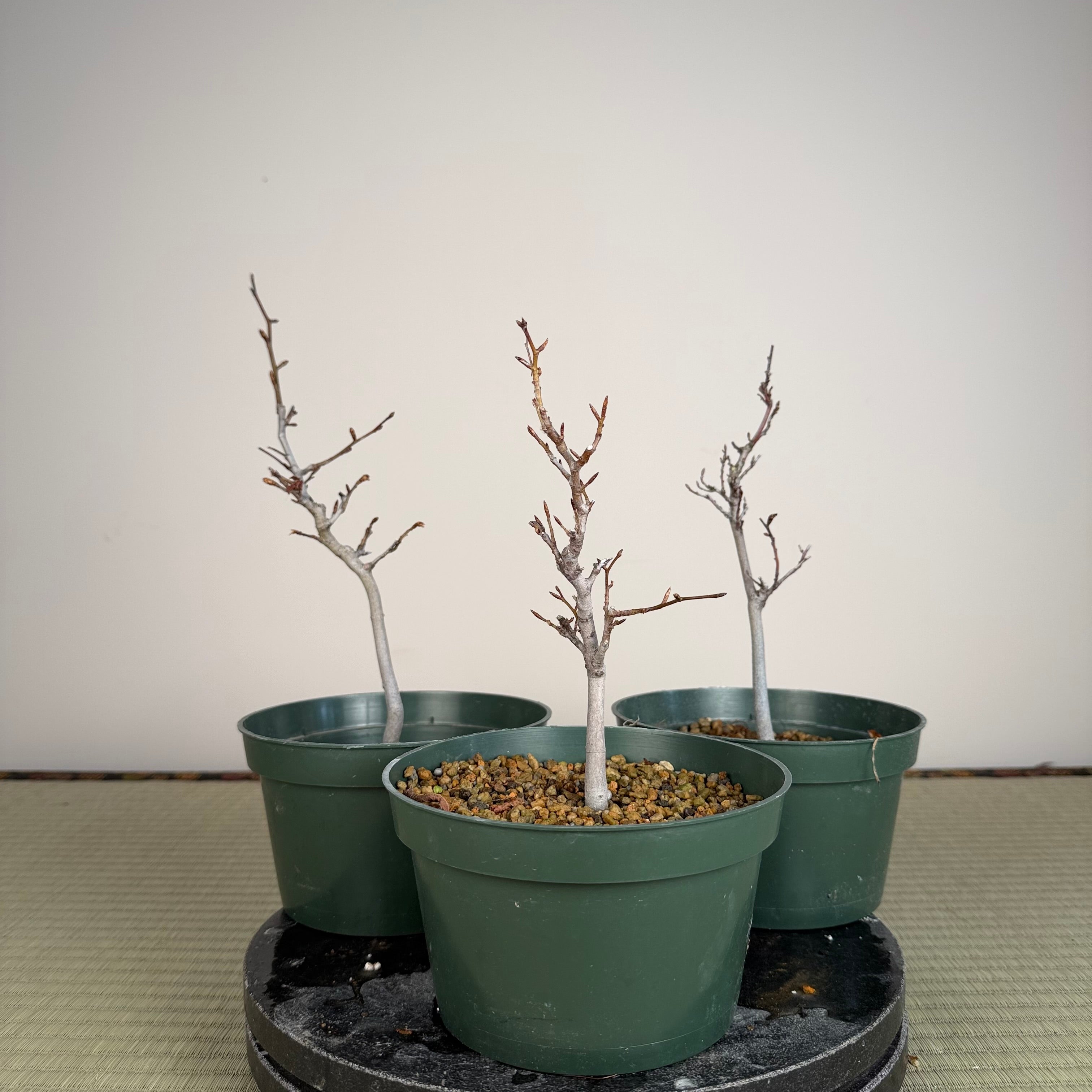 *Fagus crenata* (voir la note)