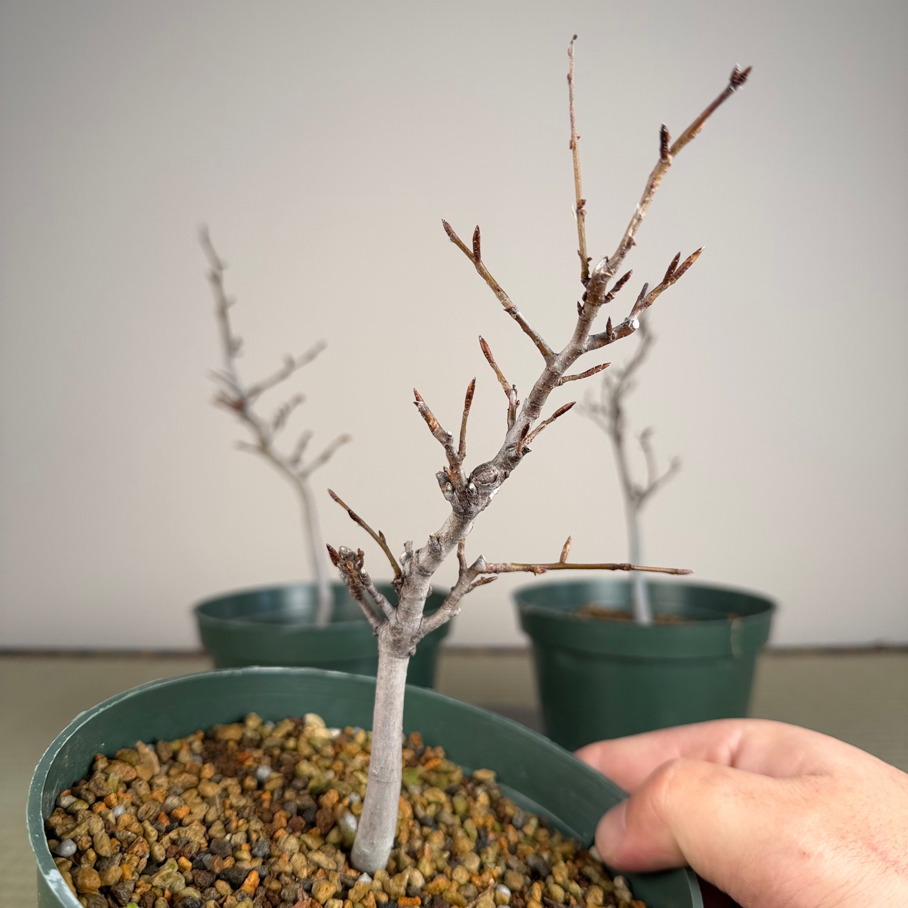 *Fagus crenata* (voir la note)